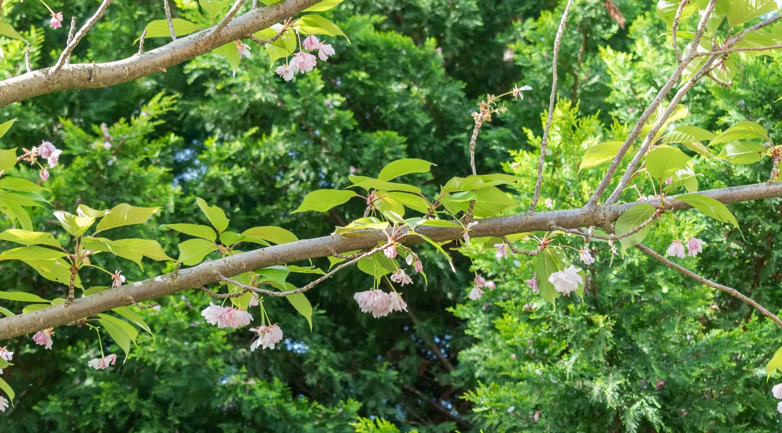 Japanese Flowering Cherry (Prunus Serrulata) — It thrives in moist, well-drained soils that are slightly acidic to neutral in pH; scientifically, image 87
