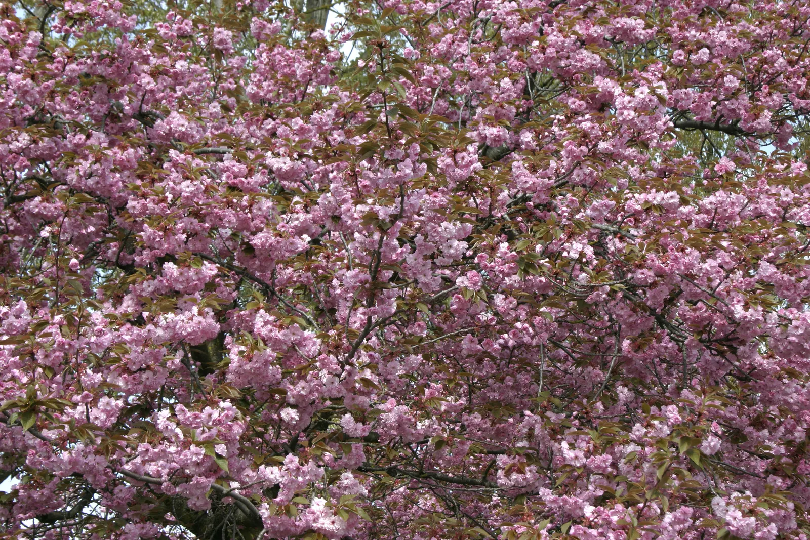 Japanese Flowering Cherry (Prunus Serrulata) — is an exceptionally beautiful deciduous tree that will serve as a focal point in any landscape design