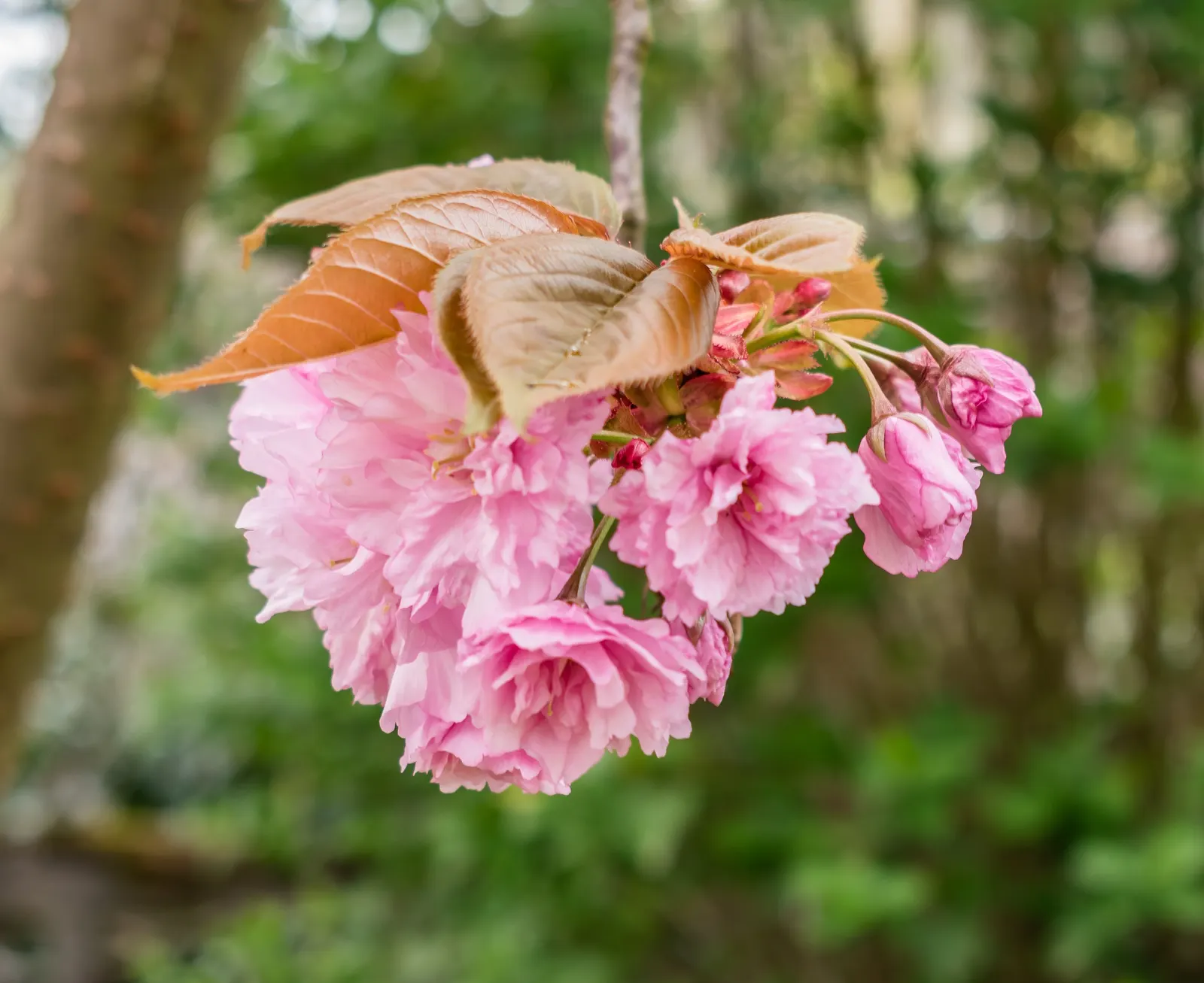Japanese Flowering Cherry (Prunus Serrulata) — scientifically known as Prunus serrulata; it thrives in moist, well-drained soils that are slightly, image 54