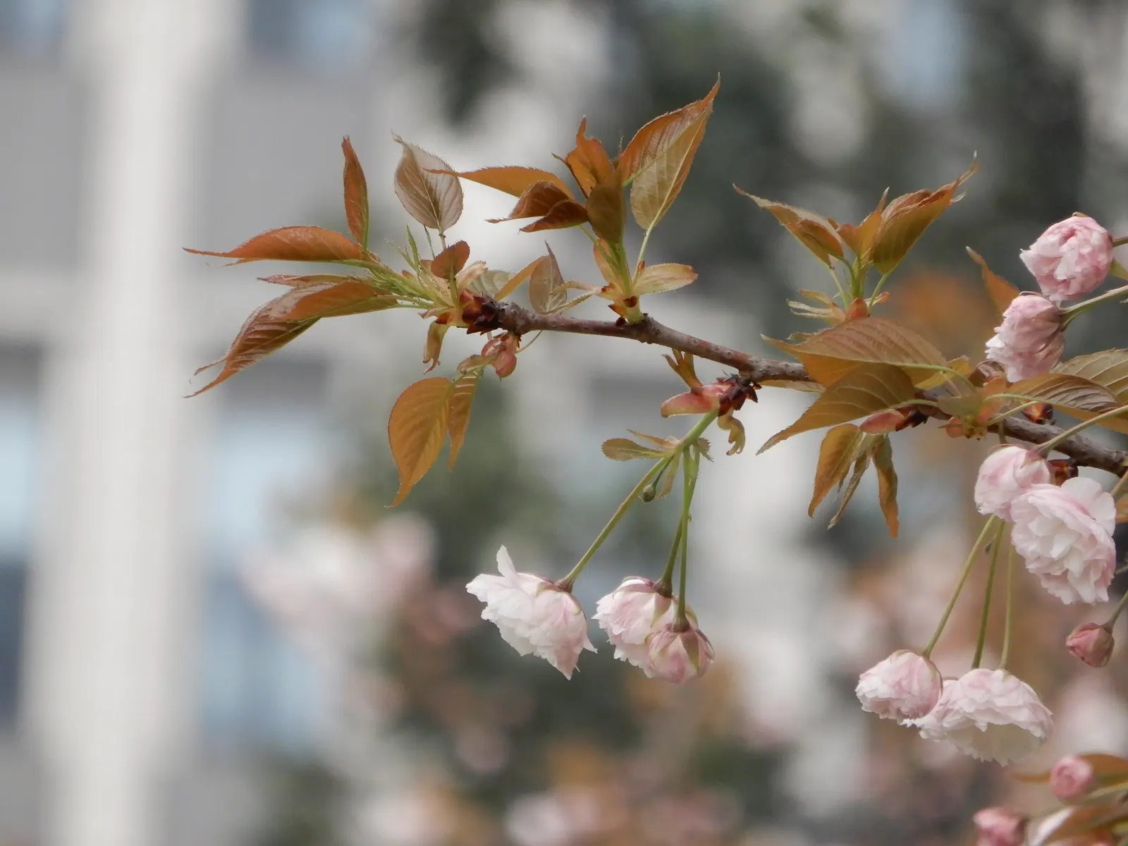 Japanese Flowering Cherry (Prunus Serrulata) — which extends this tree's seasonal interest.<br><br>For optimal growth; cold hardy to USDA Zone 5, image 85