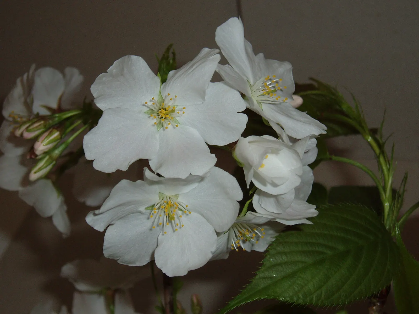 Japanese Flowering Cherry (Prunus Serrulata) — provide an unmatched visual spectacle
