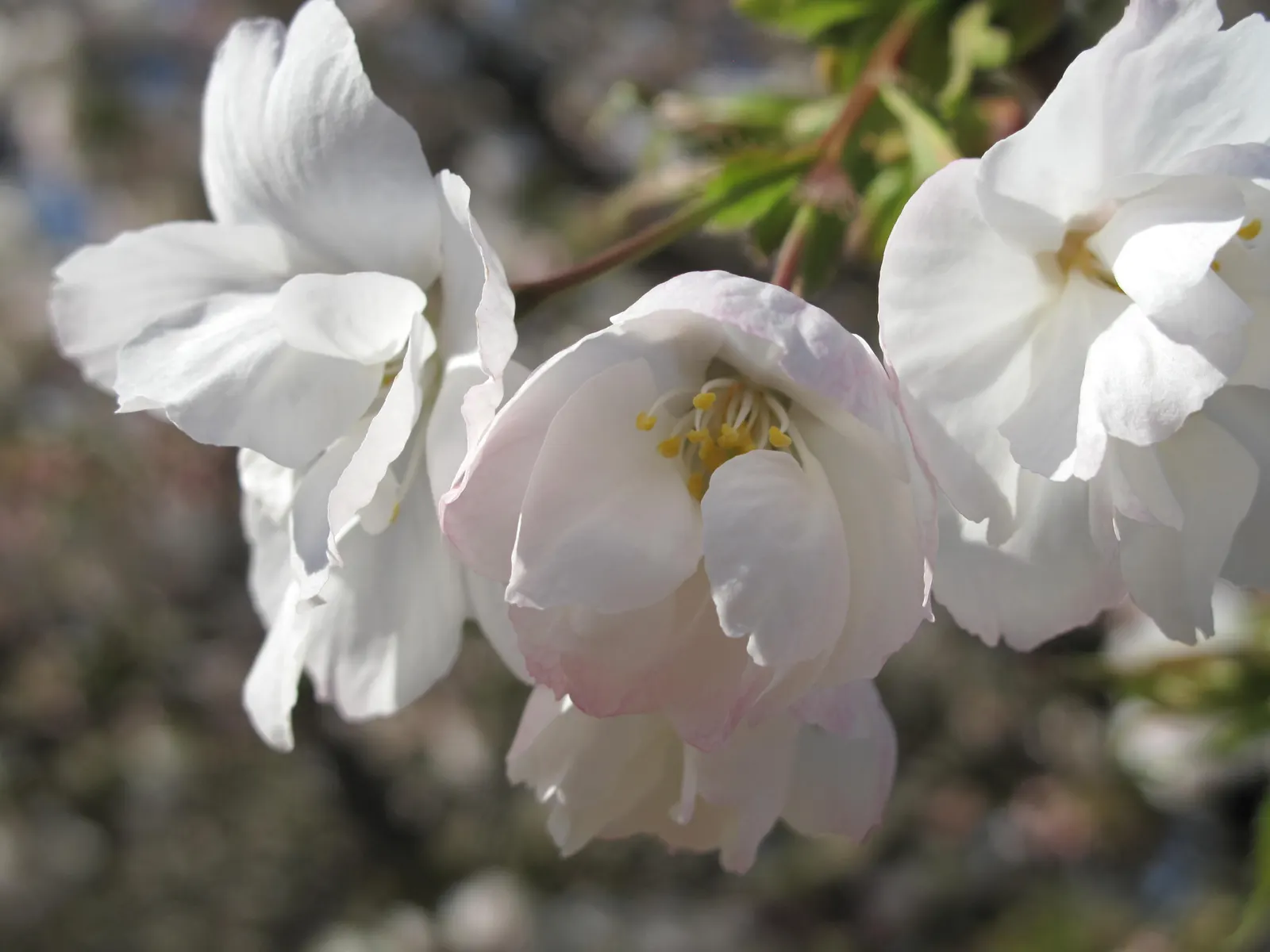 Japanese Flowering Cherry (Prunus Serrulata) — the Japanese Flowering Cherry prefers a site that offers full sun to partial shade; tree with pink, image 110