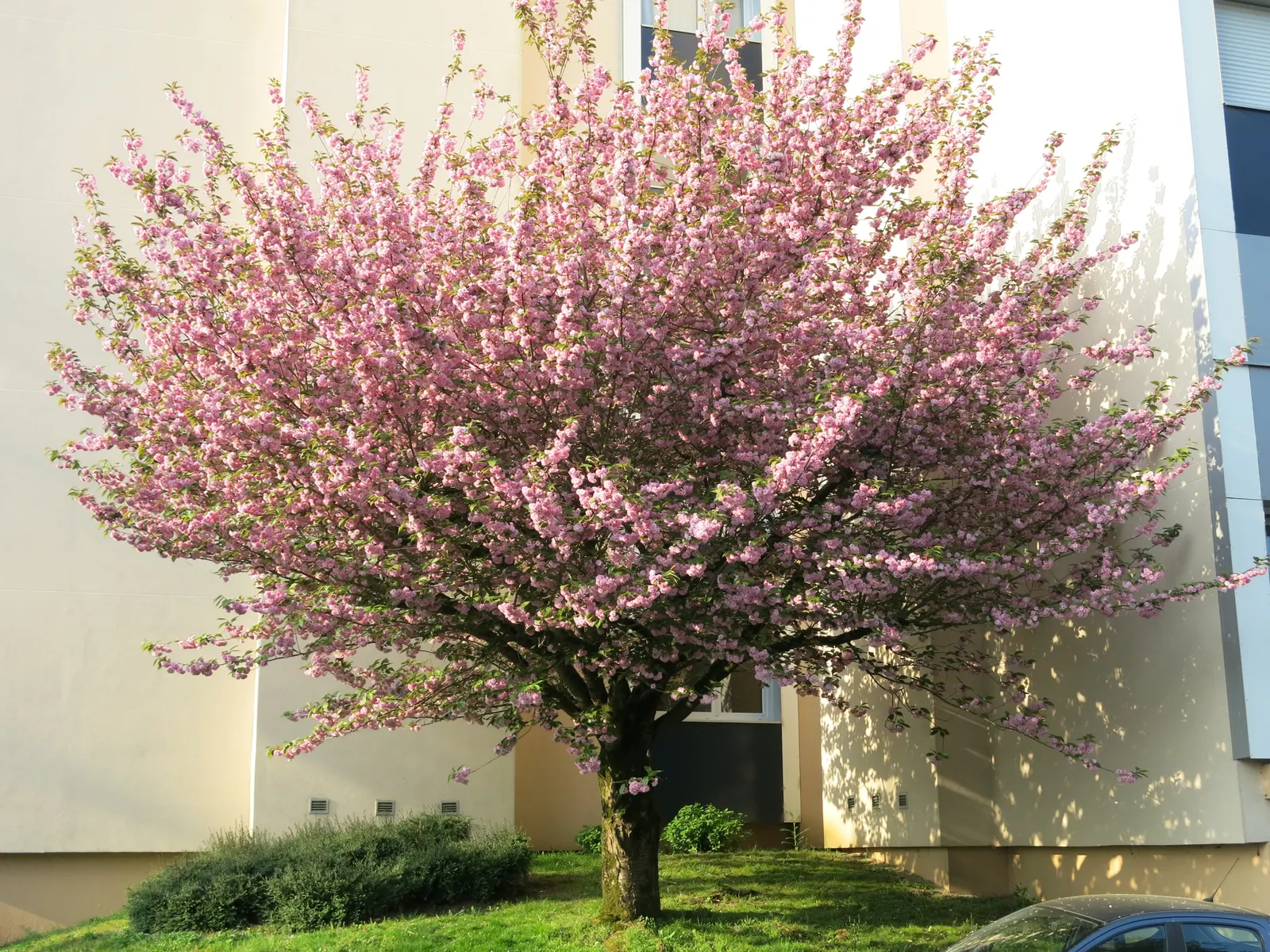 Japanese Flowering Cherry (Prunus Serrulata) — The typical specimen reaches a height of 15 to 25 feet with a canopy spread of 15 to 20 feet, image 81