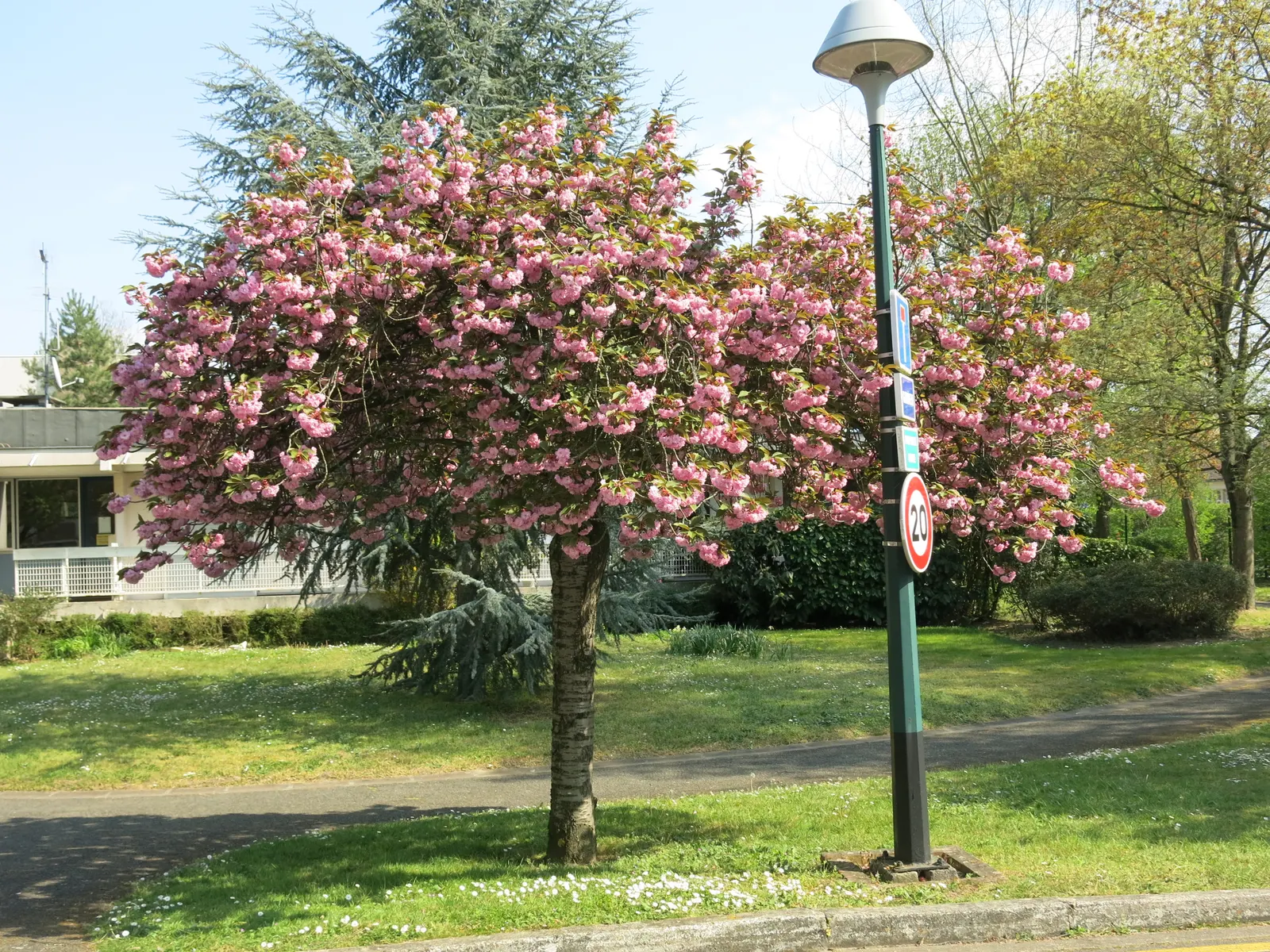 Japanese Flowering Cherry (Prunus Serrulata) — tree for full; provide an unmatched visual spectacle