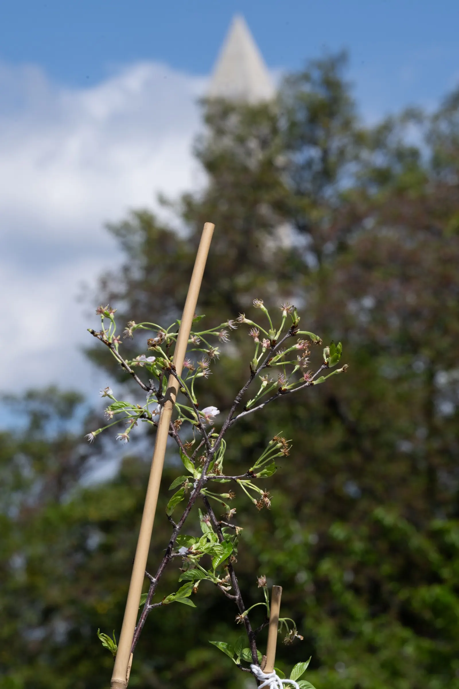 Japanese Flowering Cherry (Prunus Serrulata) — scientifically known as Prunus serrulata; it thrives in moist, well-drained soils that are slightly acidic to