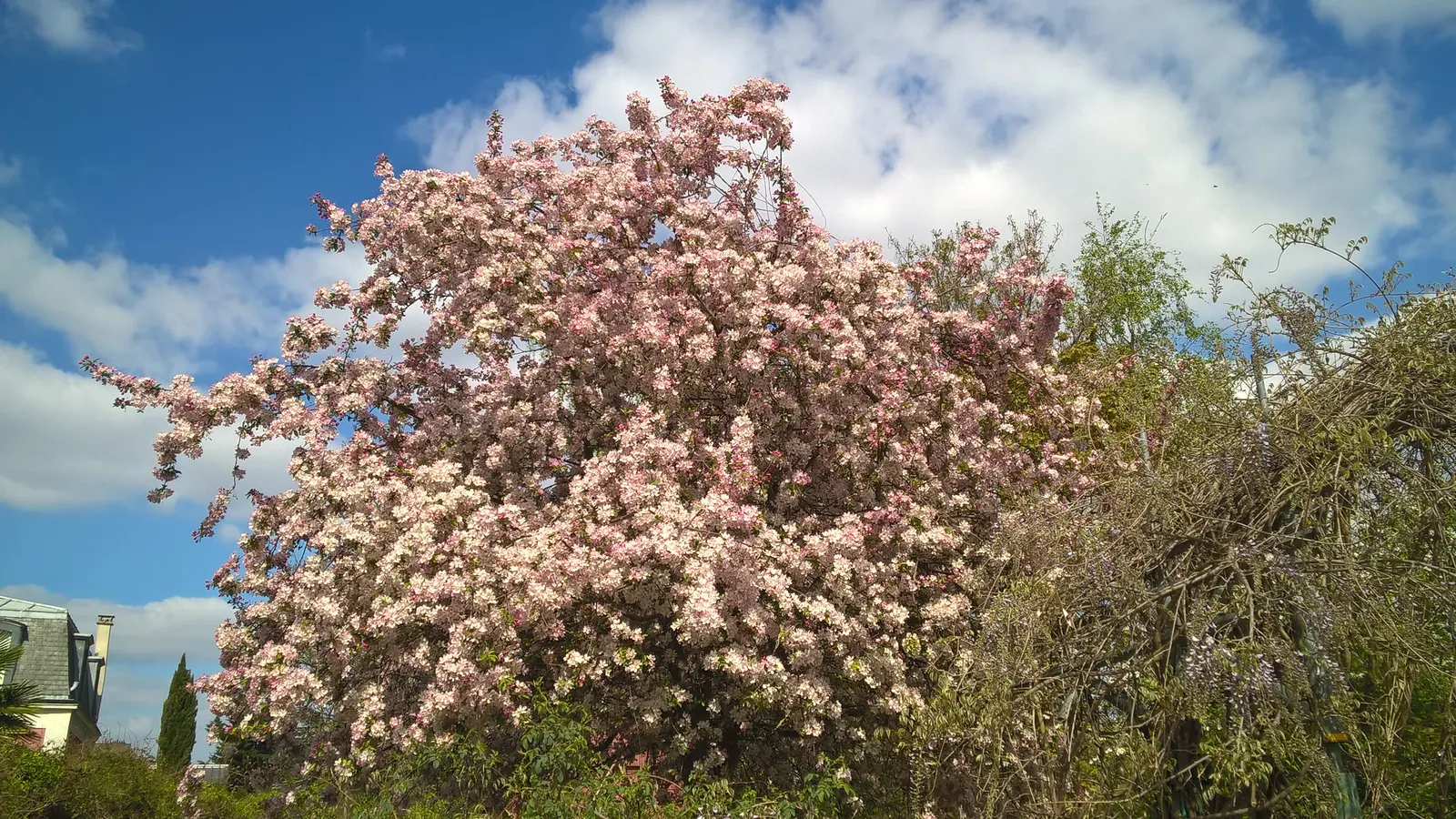 Japanese Flowering Cherry (Prunus Serrulata) — serrulata are lanceolate with finely serrated edges; this deciduous tree typically reaches 15-25, image 131
