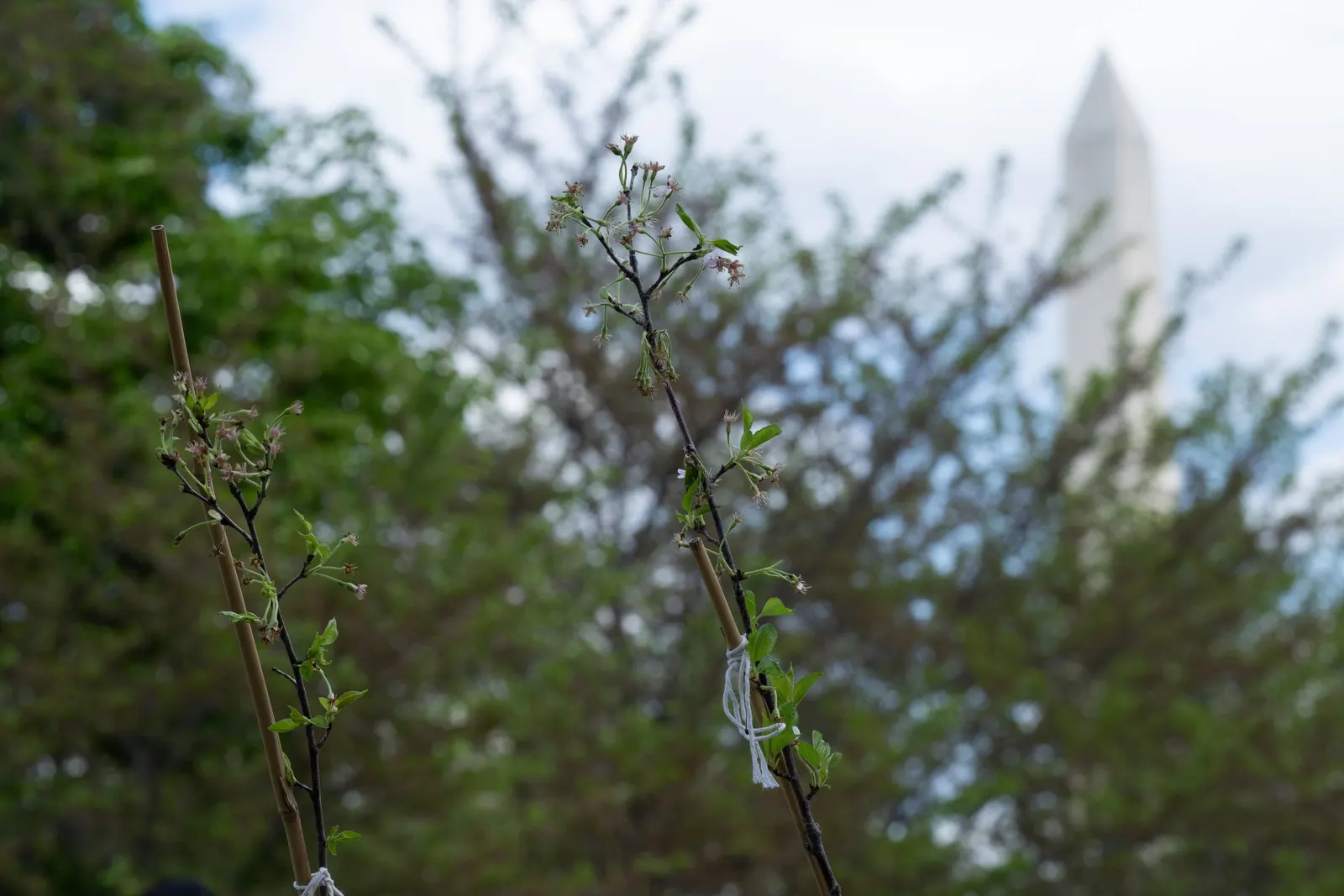 Japanese Flowering Cherry (Prunus Serrulata) — provide an unmatched visual spectacle; tree for full, image 117