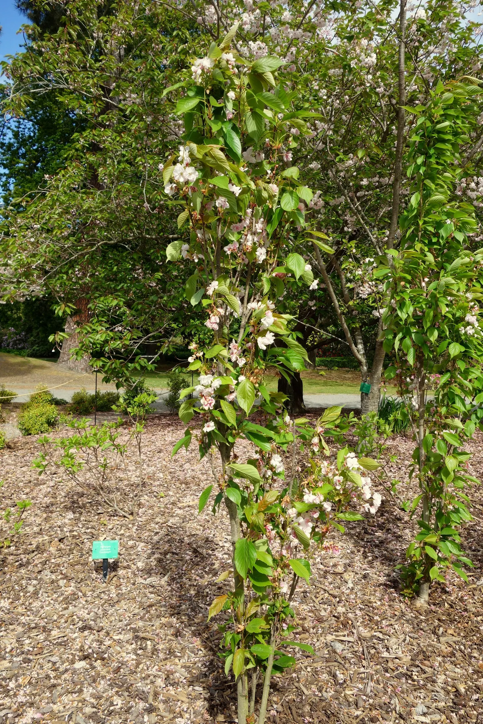 Japanese Flowering Cherry (Prunus Serrulata) — Ideal for accent or specimen planting, adding a burst of color and elegance to any landscape design, image 101