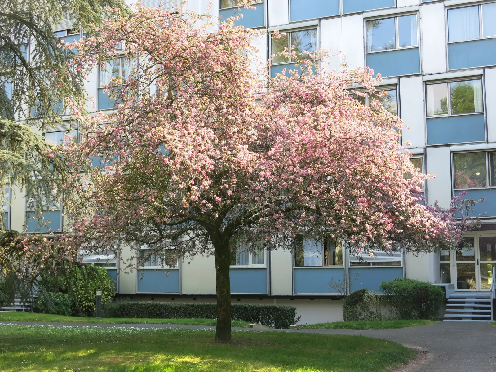 Japanese Flowering Cherry (Prunus Serrulata) — serrulata are lanceolate with finely serrated edges; this deciduous tree typically reaches 15-25, image 59
