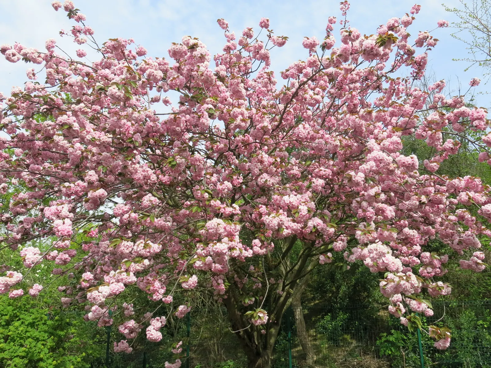 Japanese Flowering Cherry (Prunus Serrulata) — is a beloved ornamental tree known for its stunning spring blooms; prefers full sun and well-drained, image 97