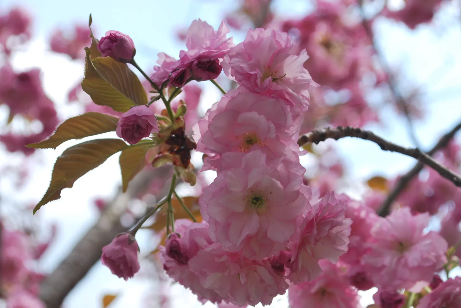 Japanese Flowering Cherry (Prunus Serrulata) — emerging bronze-toned and maturing to a mid-green in summer before turning to vibrant hues of, image 60