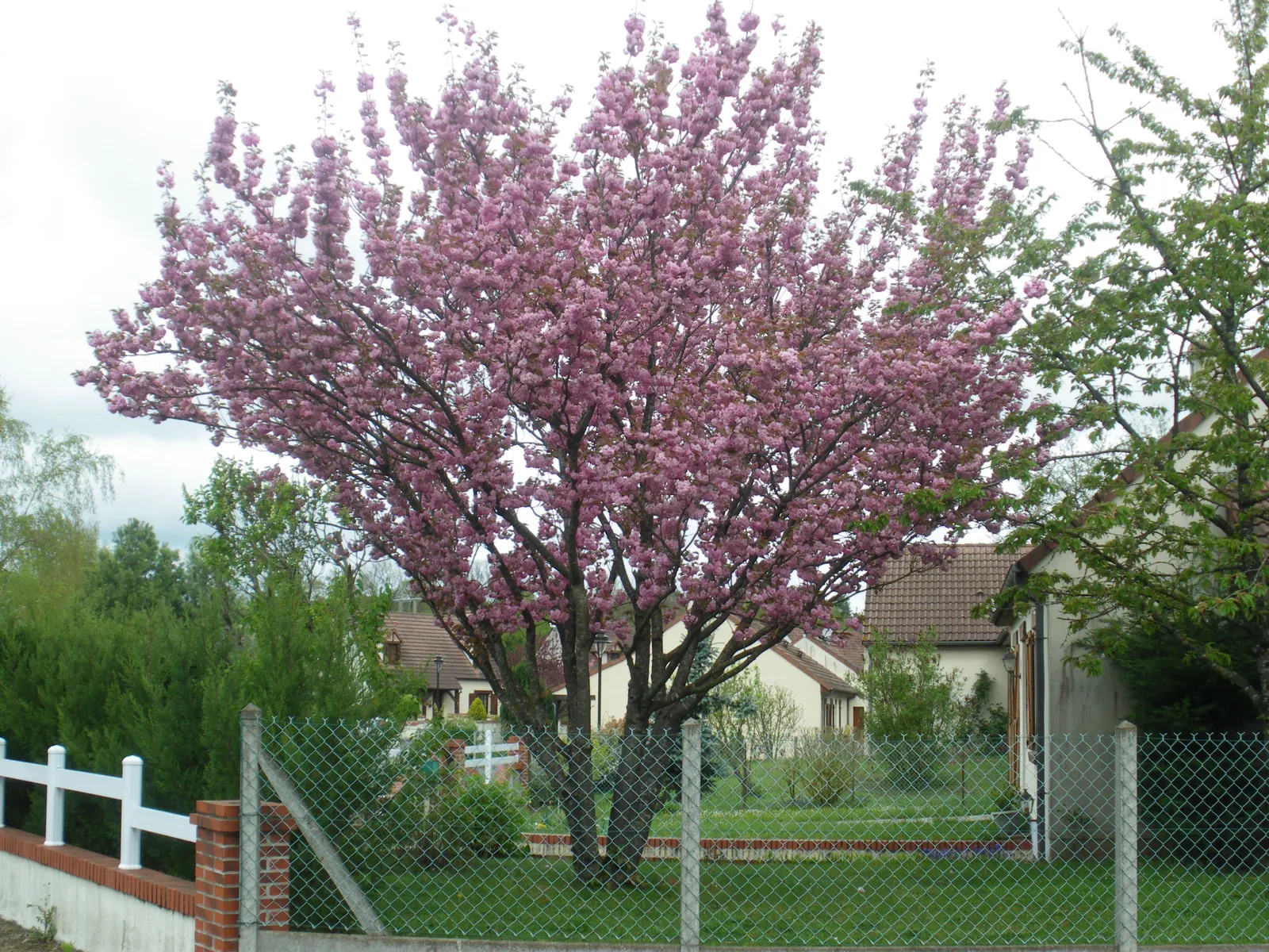 Japanese Flowering Cherry (Prunus Serrulata) — Offer this information to clients seeking a touch of springtime elegance; vase-like silhouette that, image 91