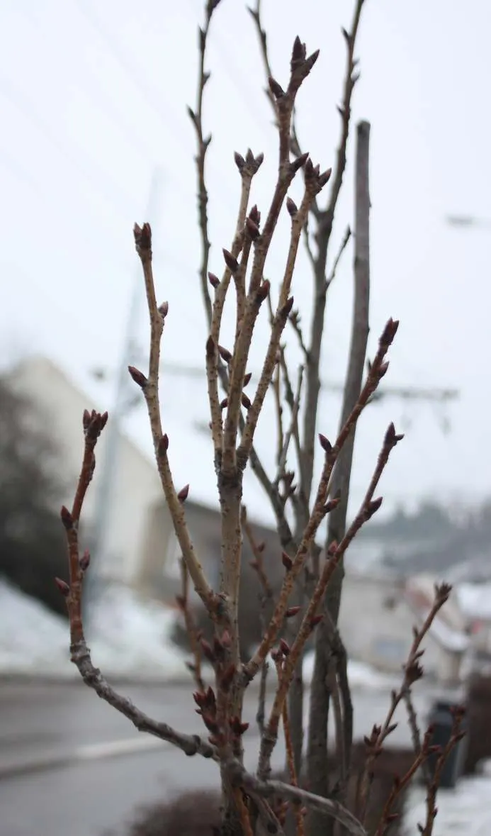 Japanese Flowering Cherry (Prunus Serrulata) — tree with pink blooms; the Japanese Flowering Cherry prefers a site that offers full sun to partial, image 119