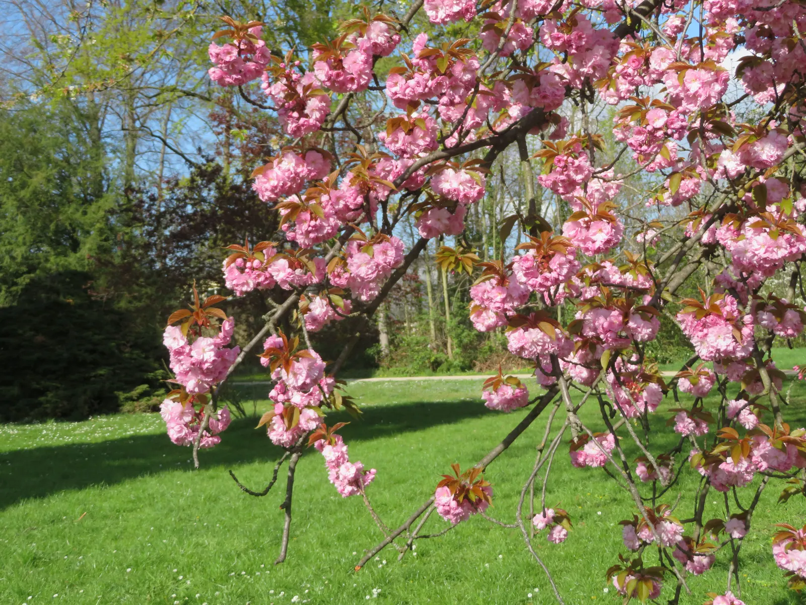 Japanese Flowering Cherry (Prunus Serrulata) — Ideal for accent or specimen planting, adding a burst of color and elegance to any landscape design, image 77