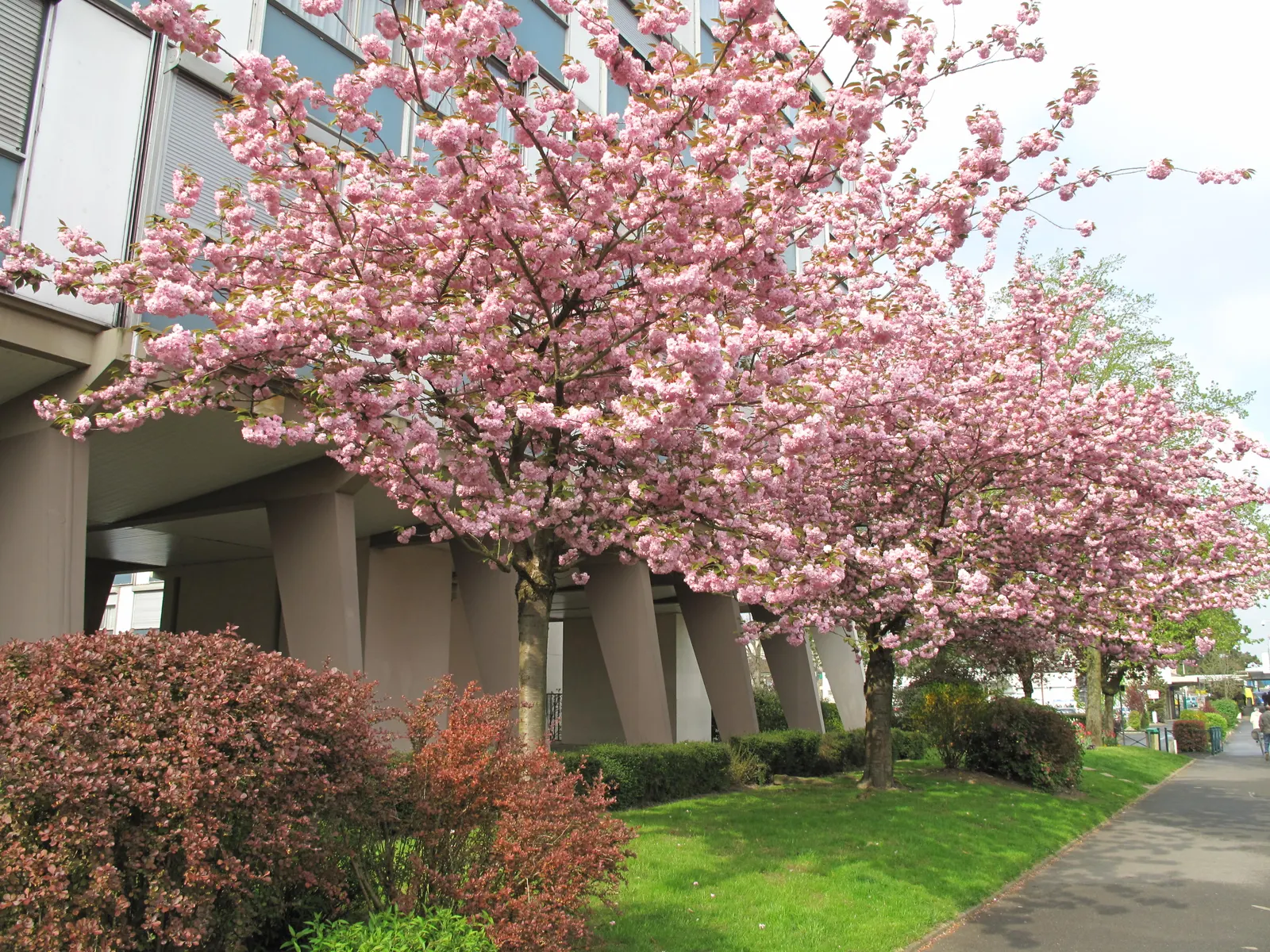 Japanese Flowering Cherry (Prunus Serrulata) — This deciduous tree typically reaches 15-25 feet in height with a spread of 15-25 feet; serrulata, image 122