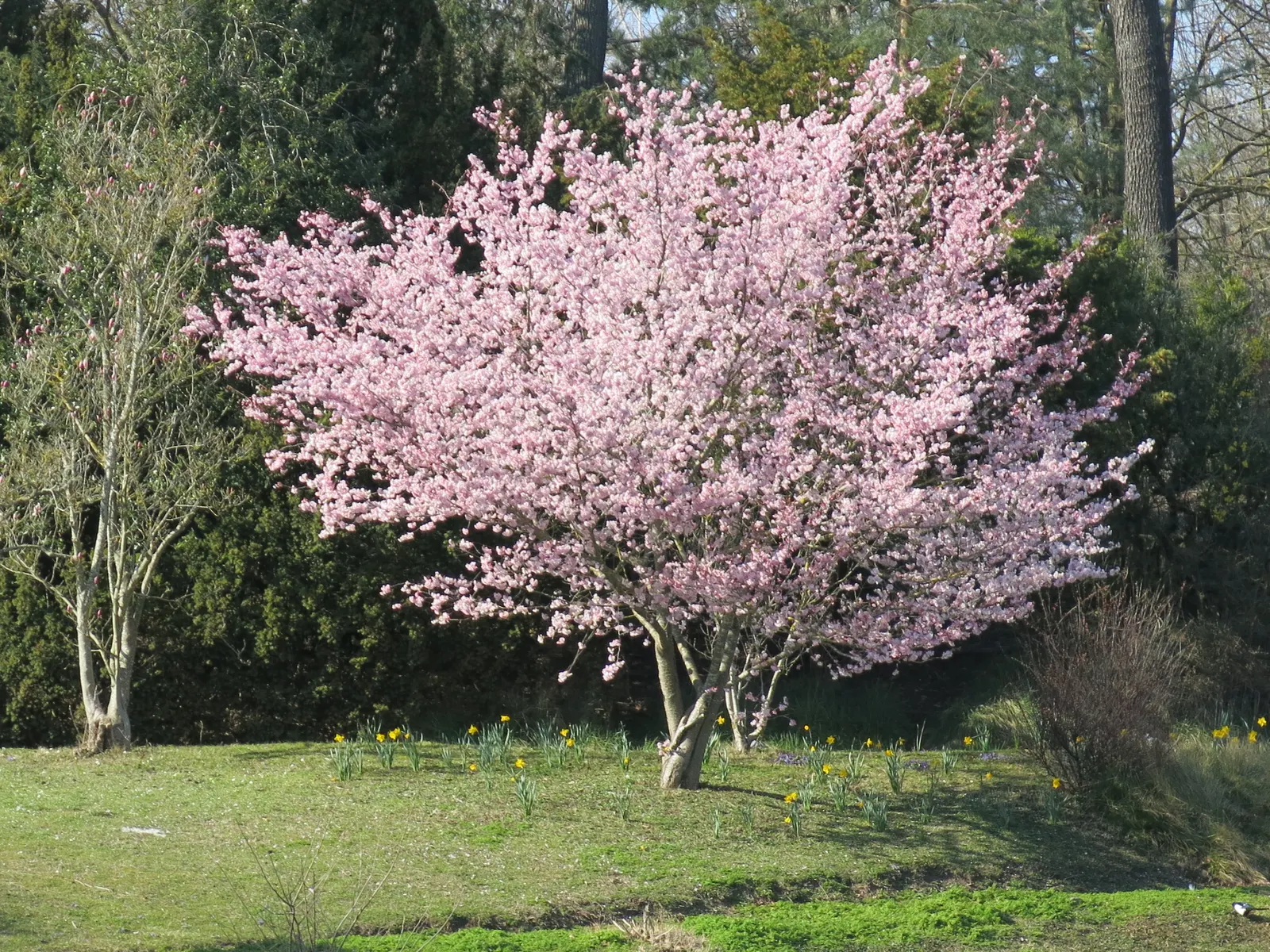Japanese Flowering Cherry (Prunus Serrulata) — Offer this information to clients seeking a touch of springtime elegance