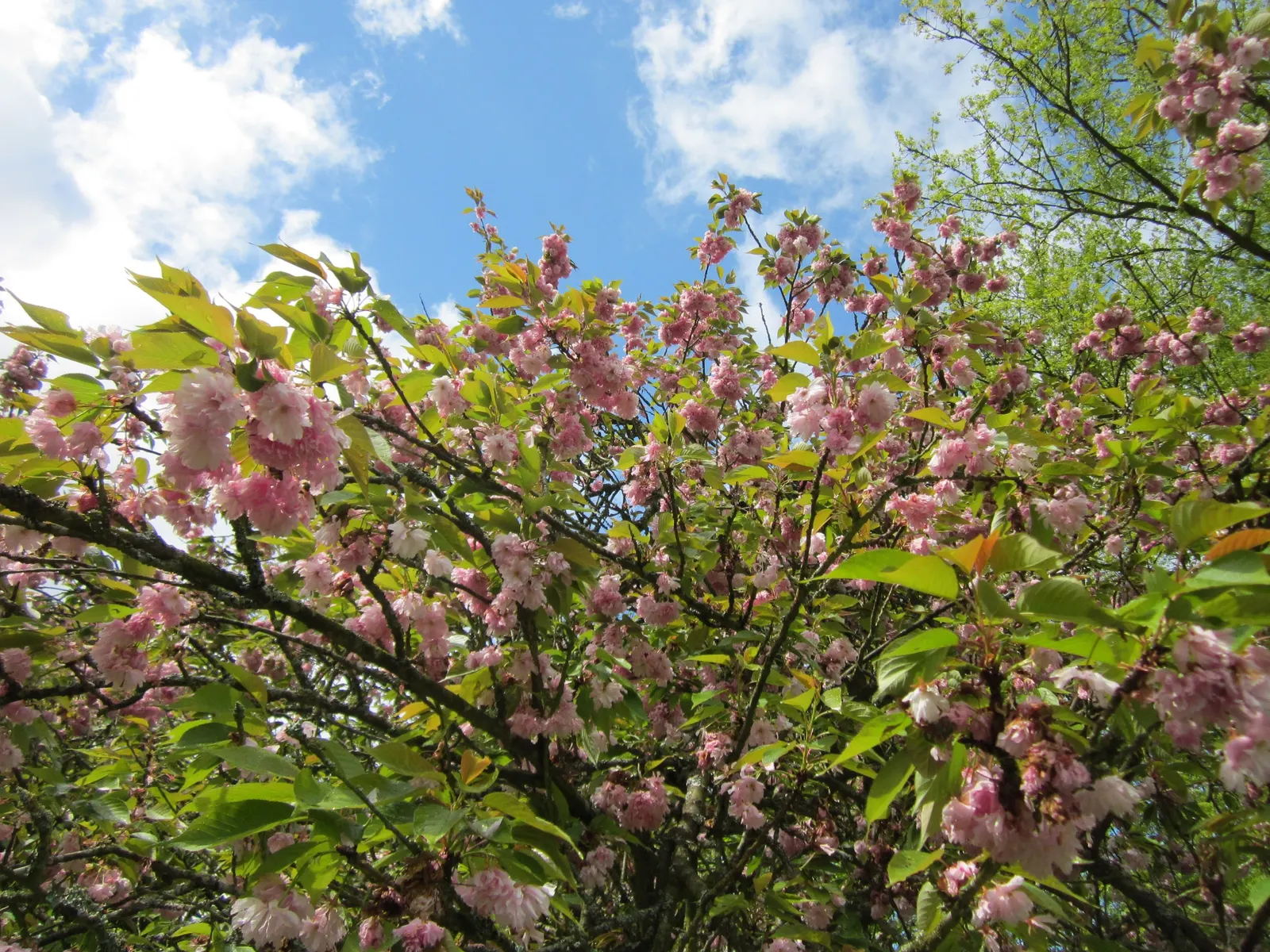 Japanese Flowering Cherry (Prunus Serrulata) — This deciduous tree typically reaches 15-25 feet in height with a spread of 15-25 feet; serrulata, image 74