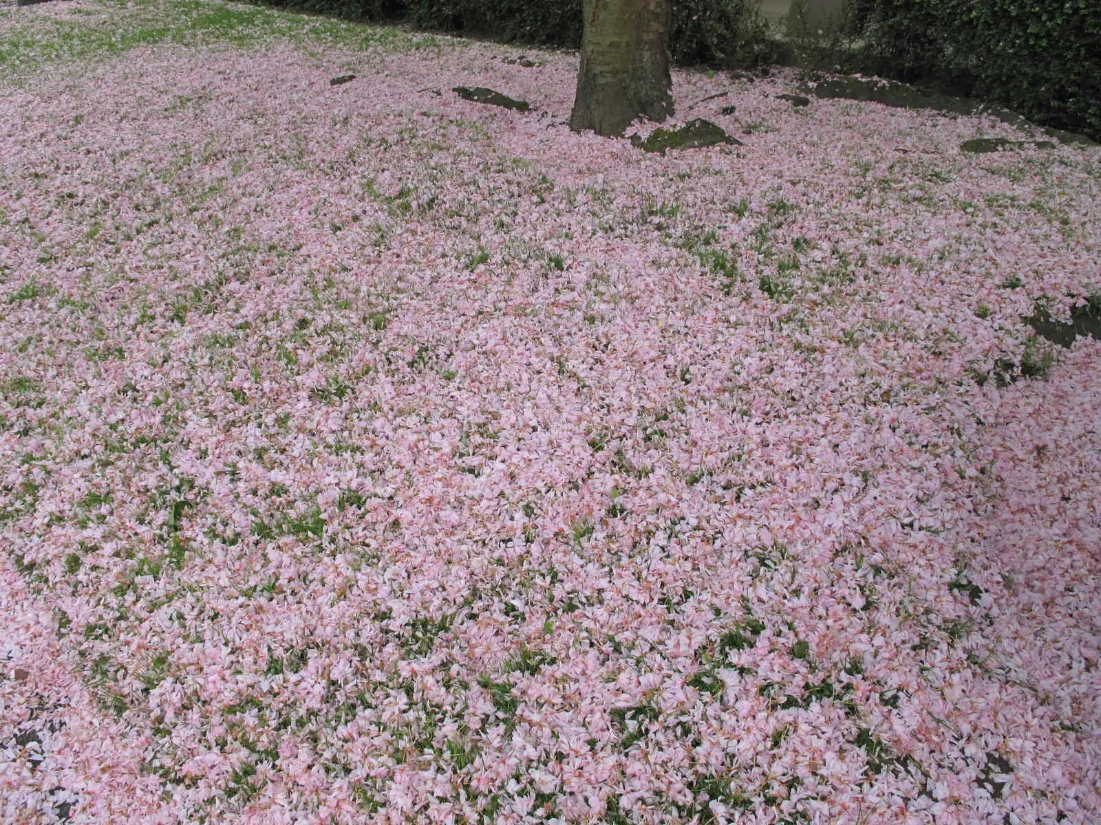 Japanese Flowering Cherry (Prunus Serrulata) — scientifically known as Prunus serrulata; it thrives in moist, well-drained soils that are slightly, image 102