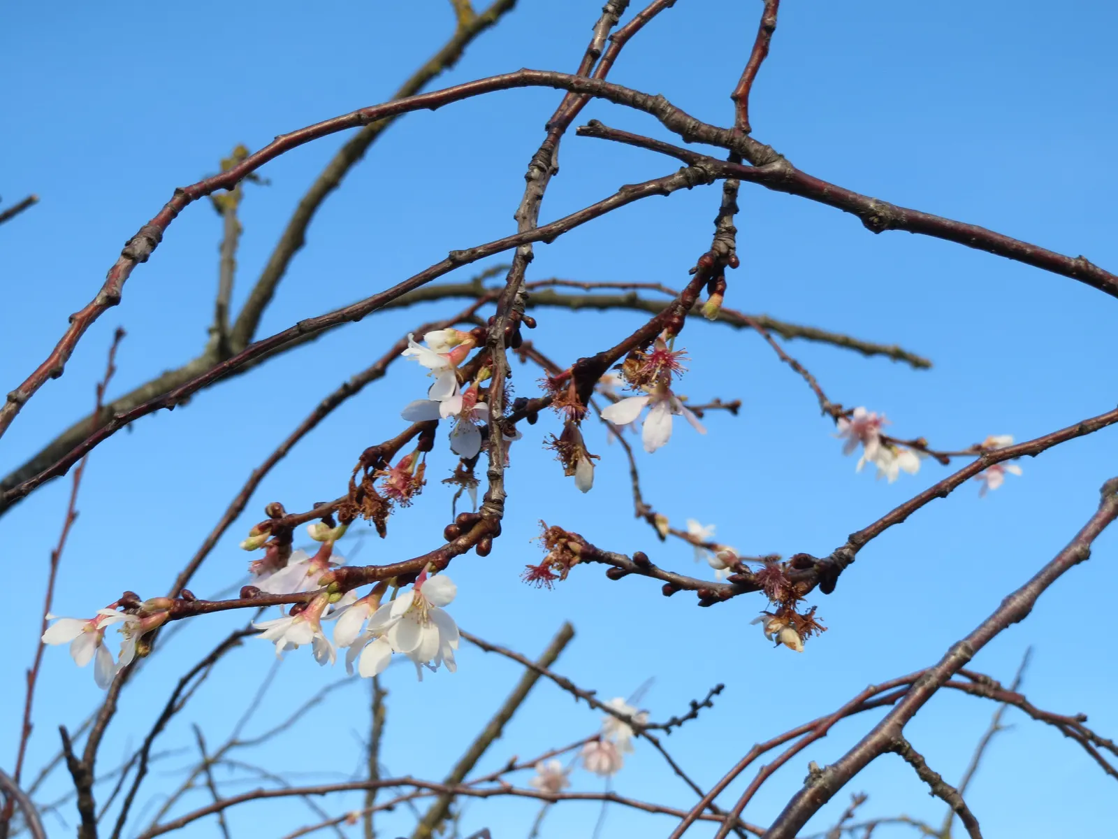 Japanese Flowering Cherry (Prunus Serrulata) — pink flowers in the garden; is an exceptionally beautiful deciduous tree that will serve as a focal point in any
