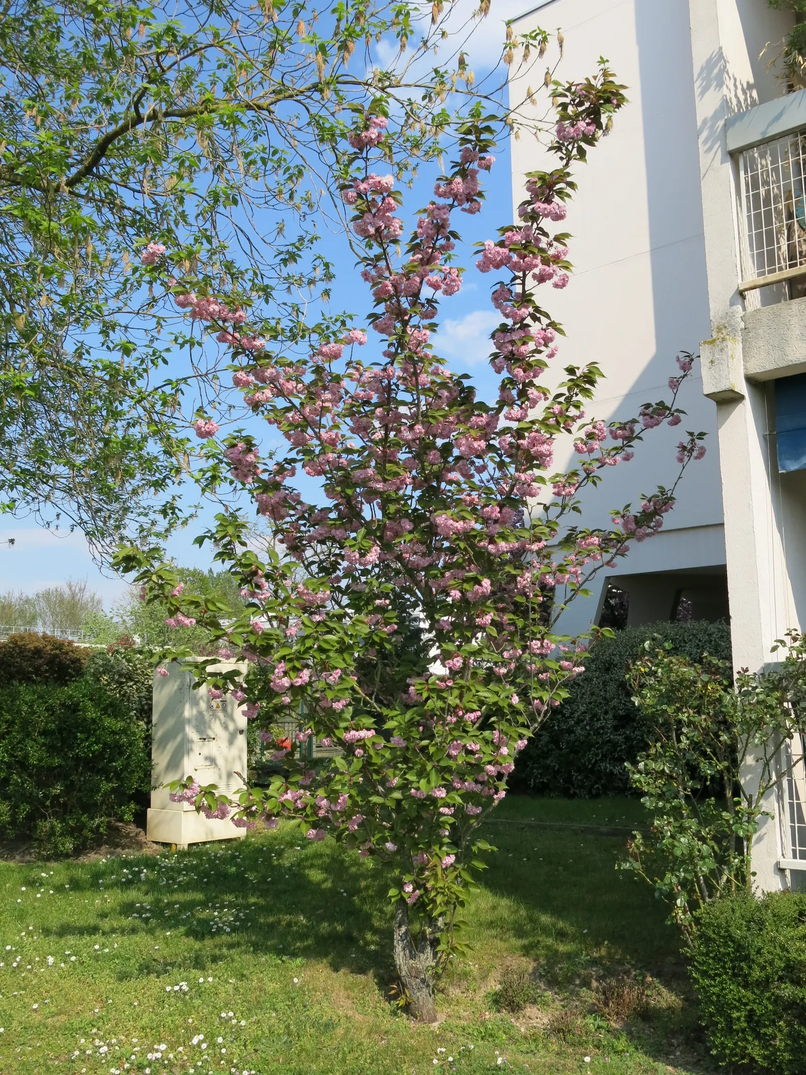 Japanese Flowering Cherry (Prunus Serrulata) — Ideal for accent or specimen planting, adding a burst of color and elegance to any landscape design, image 53