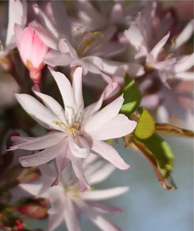 Japanese Flowering Cherry (Prunus Serrulata) — serrulata are lanceolate with finely serrated edges; this deciduous tree typically reaches 15-25, image 83