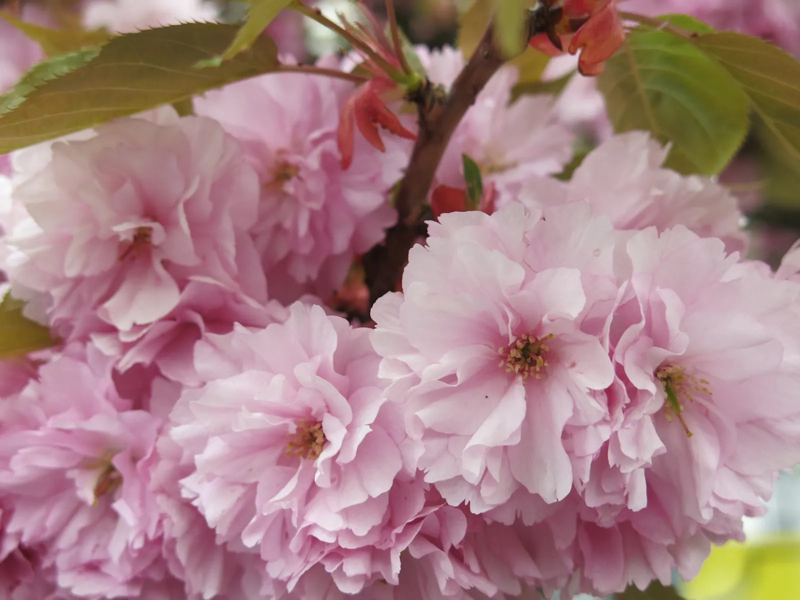 Japanese Flowering Cherry (Prunus Serrulata) — is an exceptionally beautiful deciduous tree that will serve as a focal point in any landscape, image 79