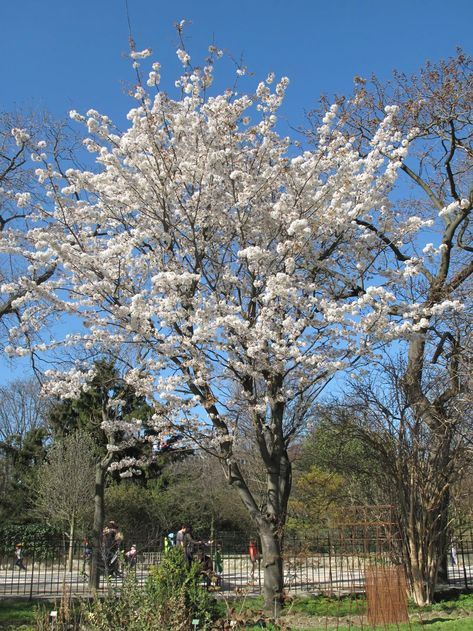 Japanese Flowering Cherry (Prunus Serrulata) — serrulata are lanceolate with finely serrated edges; this deciduous tree typically reaches 15-25, image 107