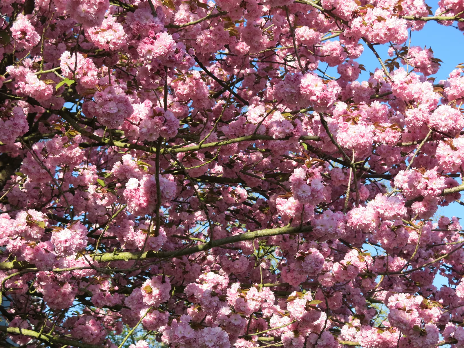 Japanese Flowering Cherry (Prunus Serrulata) — The typical specimen reaches a height of 15 to 25 feet with a canopy spread of 15 to 20 feet
