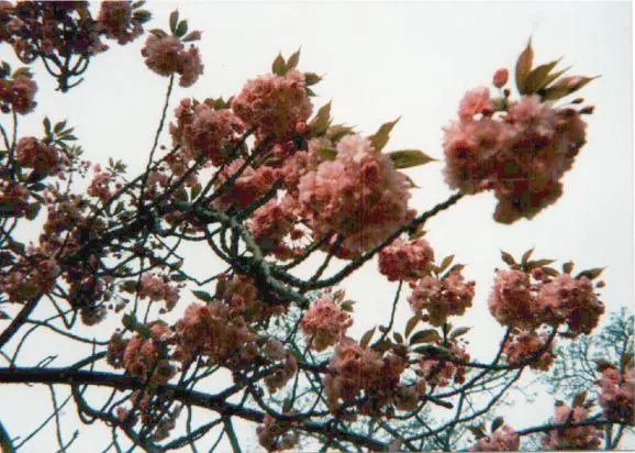 Japanese Flowering Cherry (Prunus Serrulata) — this tree is adaptable but requires protection from harsh conditions; and ensure to highlight its, image 89