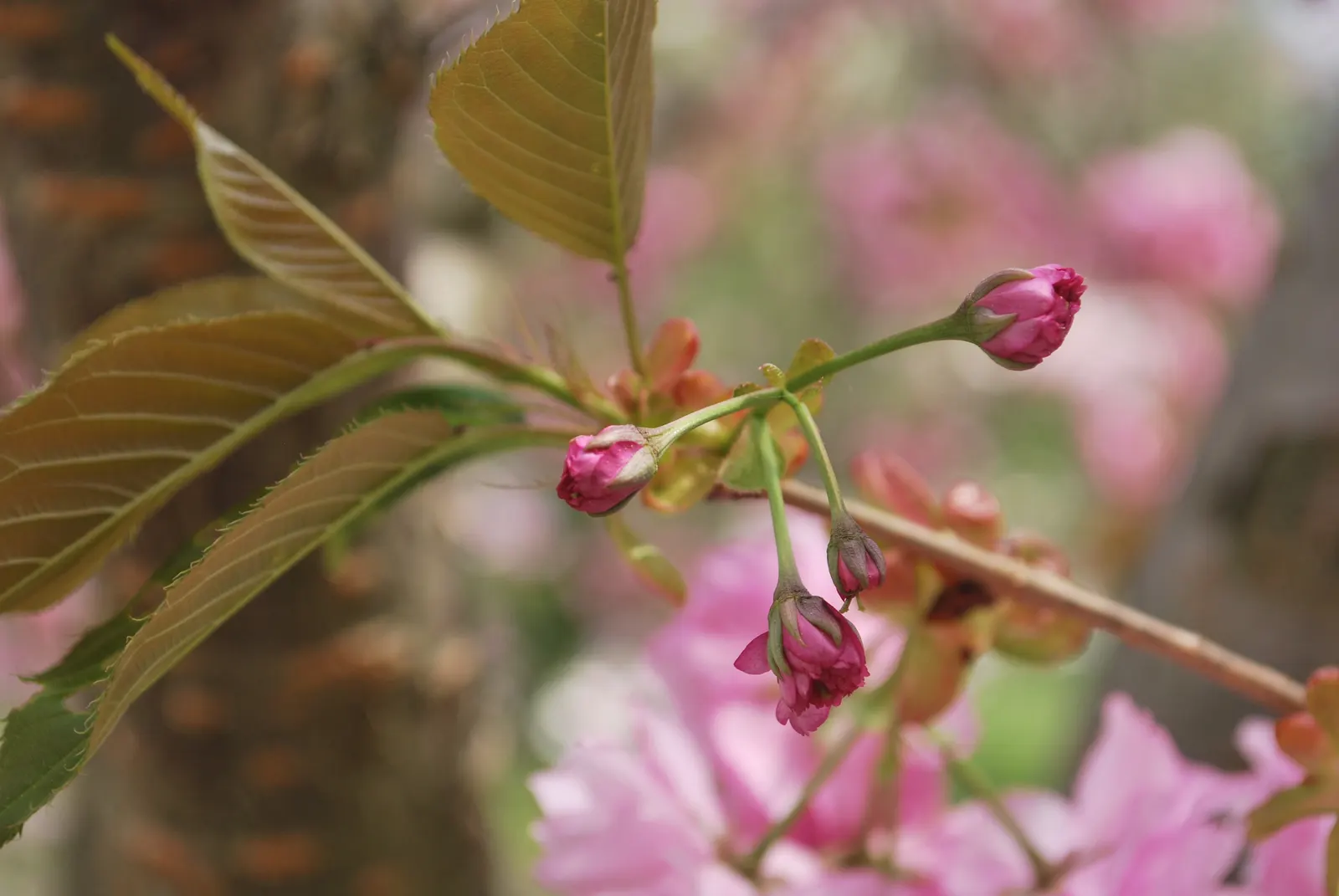 Japanese Flowering Cherry (Prunus Serrulata) — is an exceptionally beautiful deciduous tree that will serve as a focal point in any landscape, image 103
