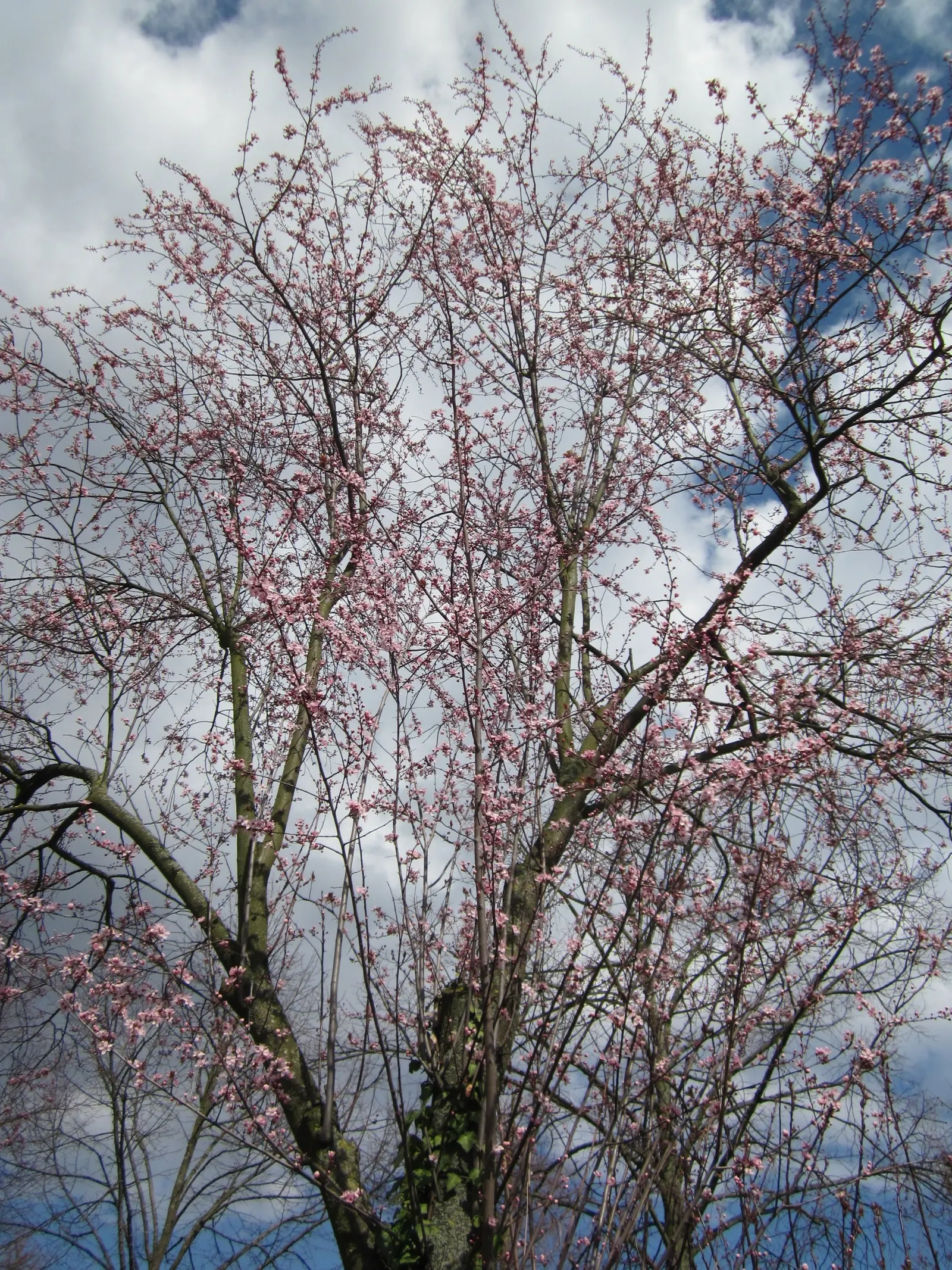 Japanese Flowering Cherry (Prunus Serrulata) — serrulata are lanceolate with finely serrated edges; this deciduous tree typically reaches 15-25 feet in height