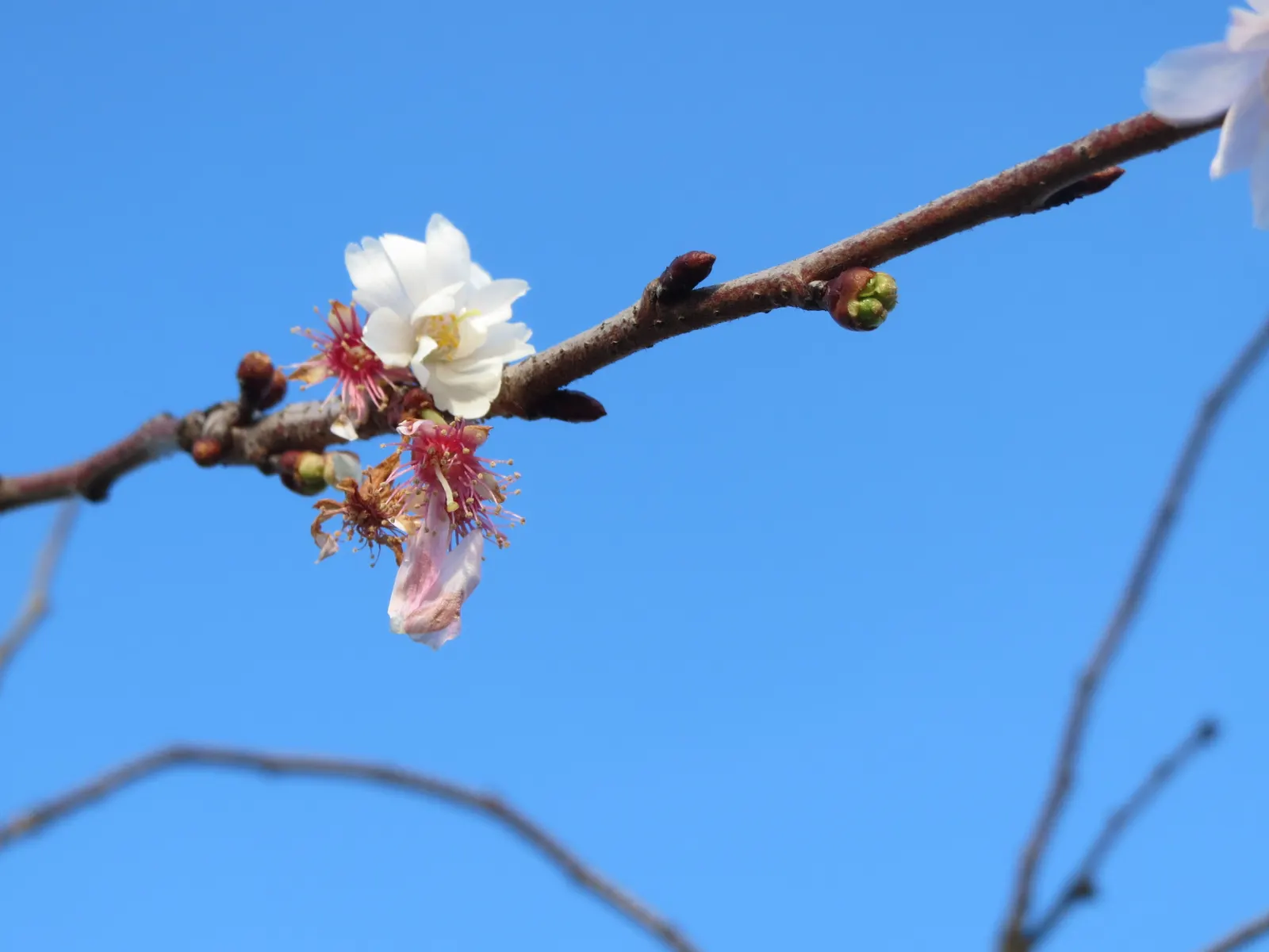 Japanese Flowering Cherry (Prunus Serrulata) — is an exceptionally beautiful deciduous tree that will serve as a focal point in any landscape, image 55