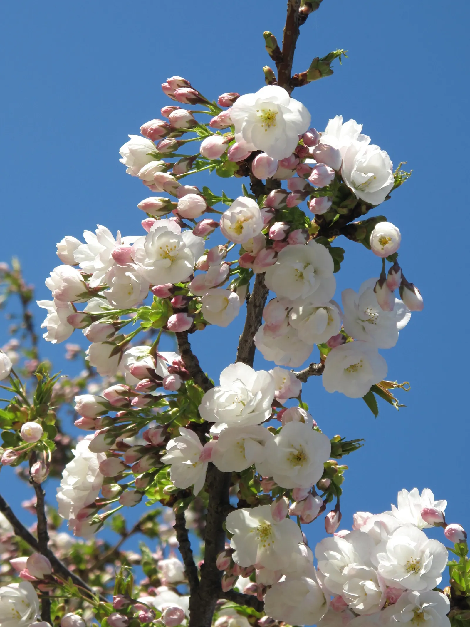 Japanese Flowering Cherry (Prunus Serrulata) — and ensure to highlight its ephemeral blooms