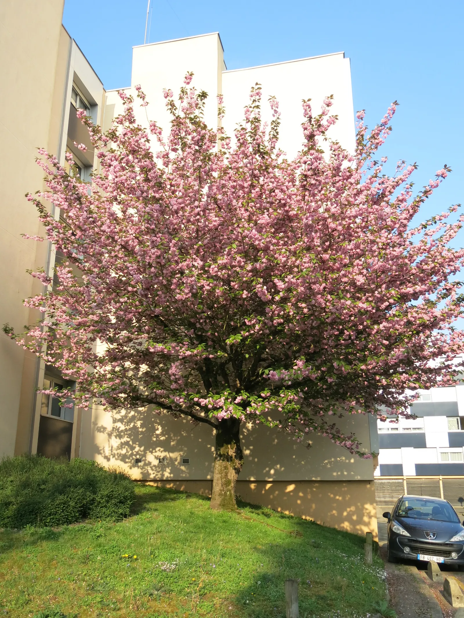 Japanese Flowering Cherry (Prunus Serrulata) — It boasts a round canopy of dark green leaves and prolific cherry blossoms ranging from white to, image 75