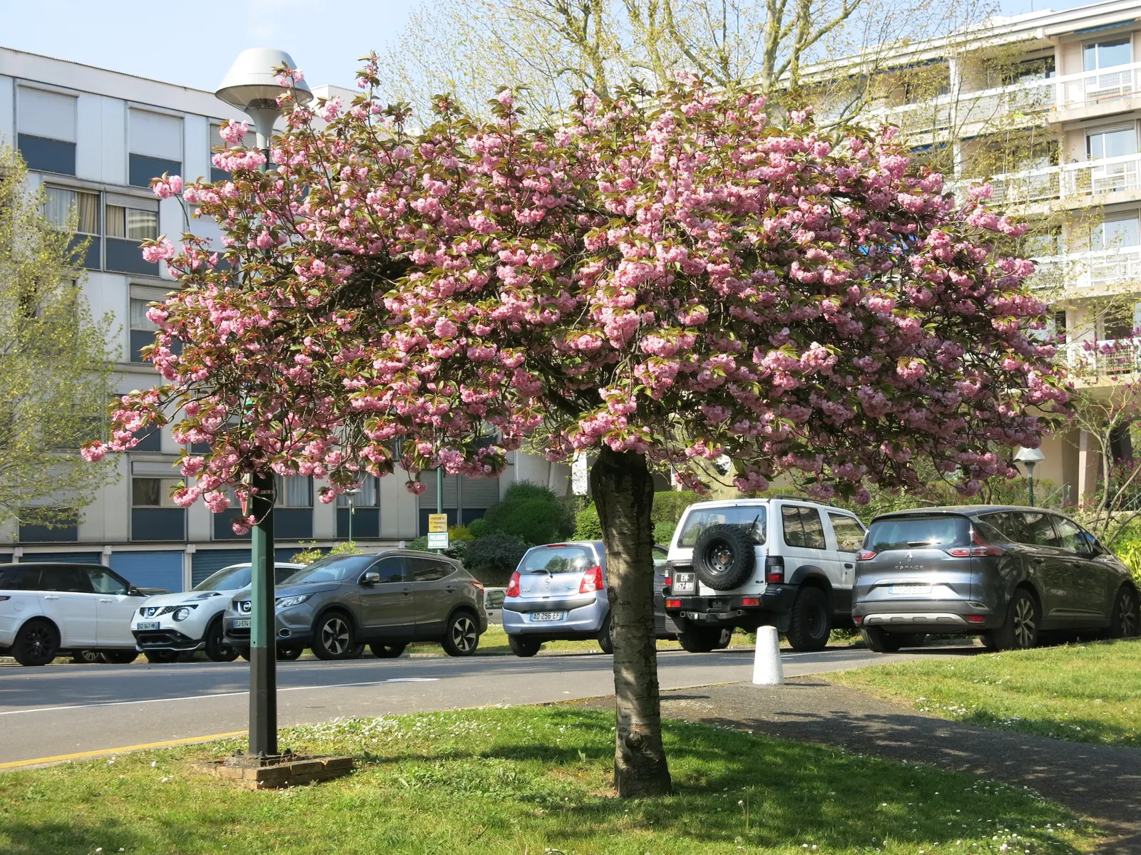 Japanese Flowering Cherry (Prunus Serrulata) — Revered for its abundant and showy blossoms
