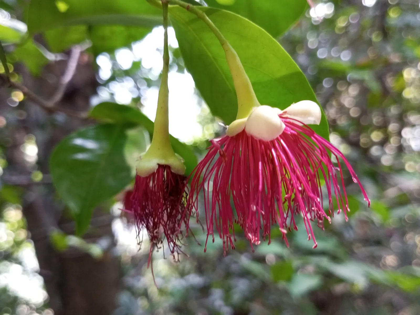 Rose Apple (Syzygium Jambos) — can comfortably fit into a residential landscape without fear of disrupting hardscapes or foundations; its dense foliage