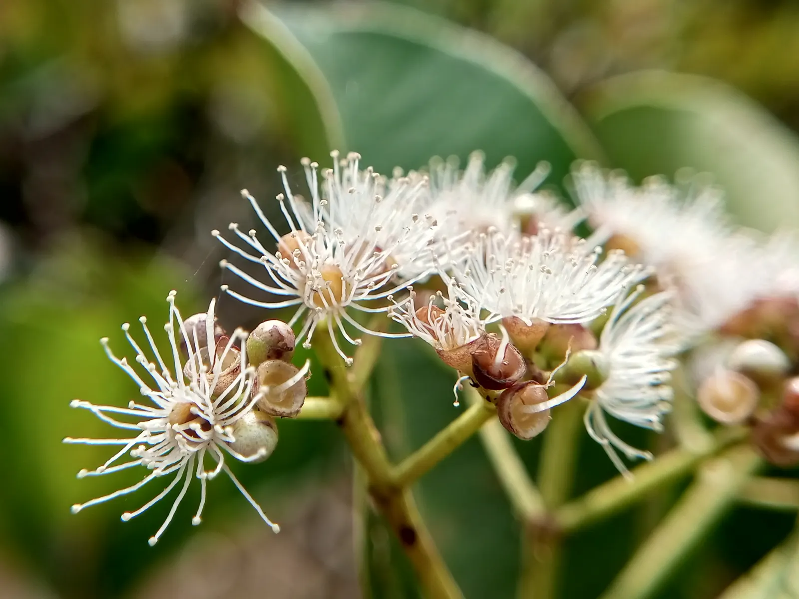 Rose Apple (Syzygium Jambos) — evergreen tree bearing fragrant flowers and bell-shaped fruits with a rose-like aroma; this evergreen species provides dense