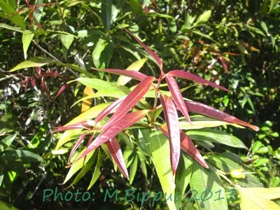 Rose Apple (Syzygium Jambos) — Typically 15-20 ft tall, it thrives in well-drained soil with full sun exposure; approximately 1 to 2 inches in, image 115