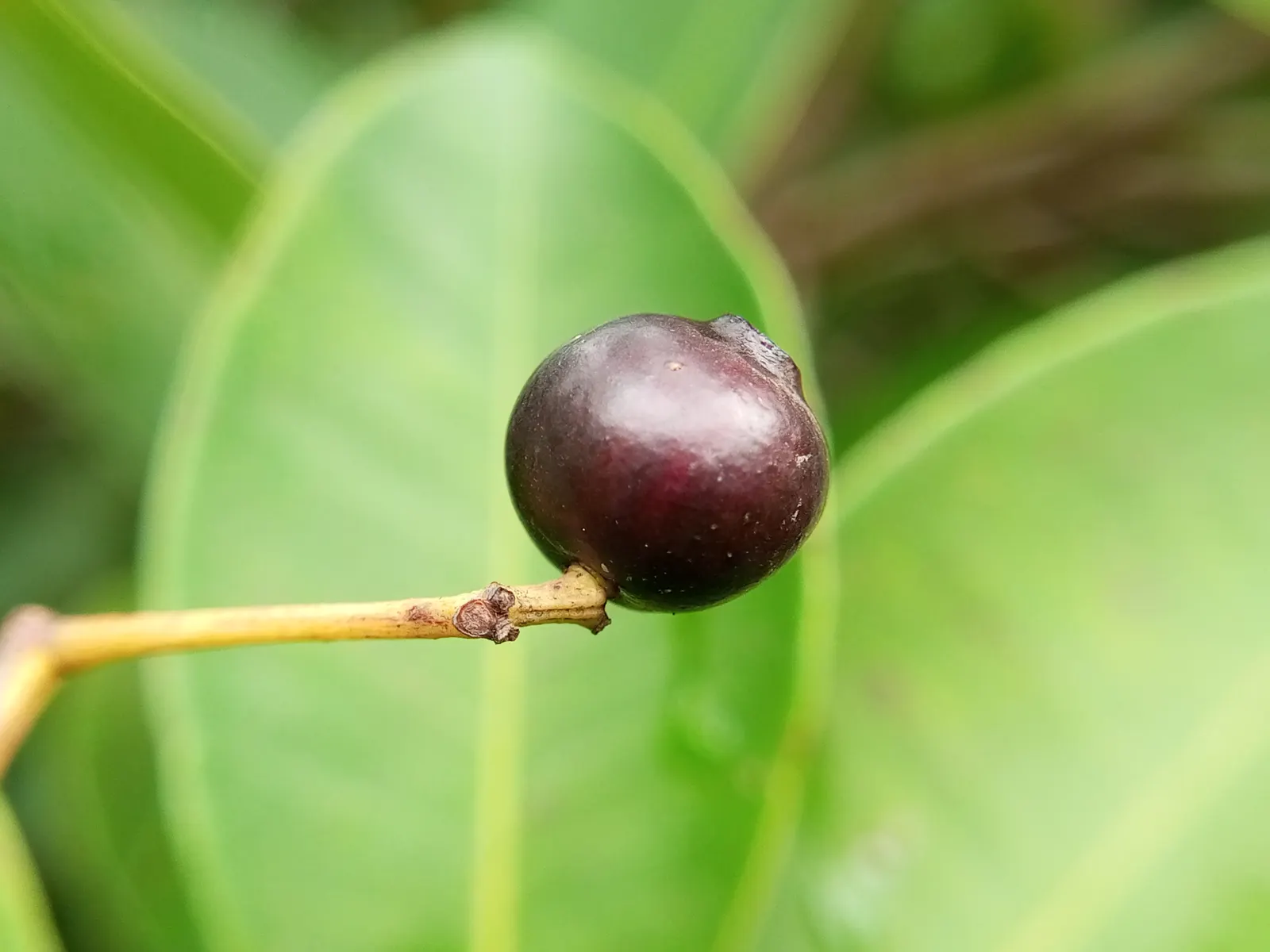 Rose Apple (Syzygium Jambos) — around 1-2 inches in diameter; this evergreen species provides dense, image 118