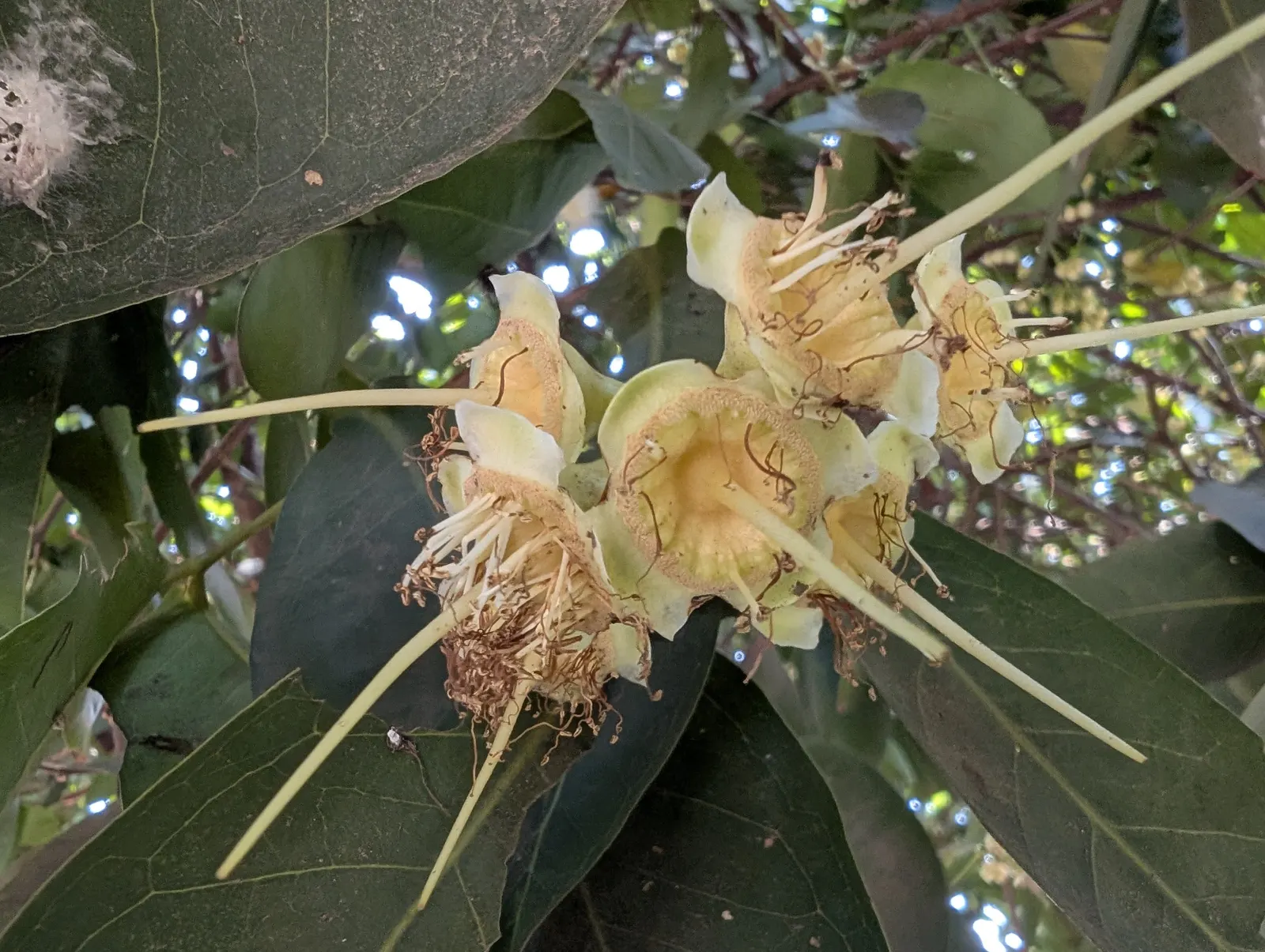 Rose Apple (Syzygium Jambos) — lending the tree its common name.<br><br>Following the floral display; can comfortably fit into a residential, image 72