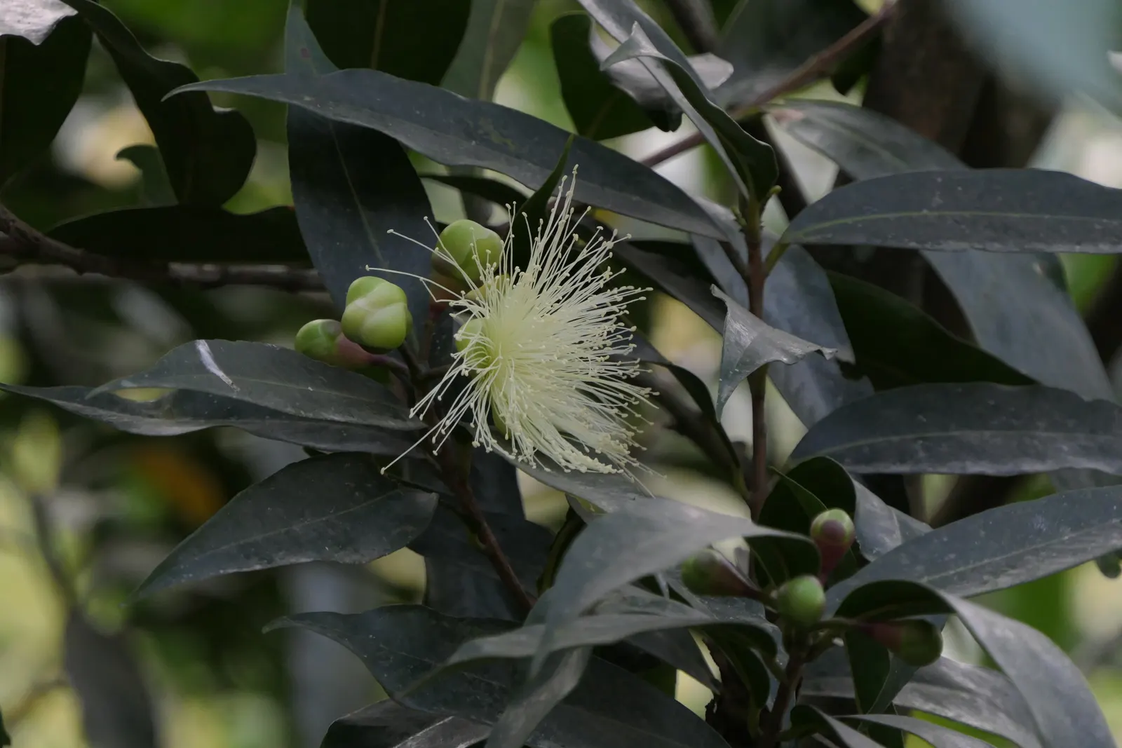 Rose Apple (Syzygium Jambos) — These aromatic blossoms are about 2 inches wide and their sweet; this evergreen species provides dense, image 70