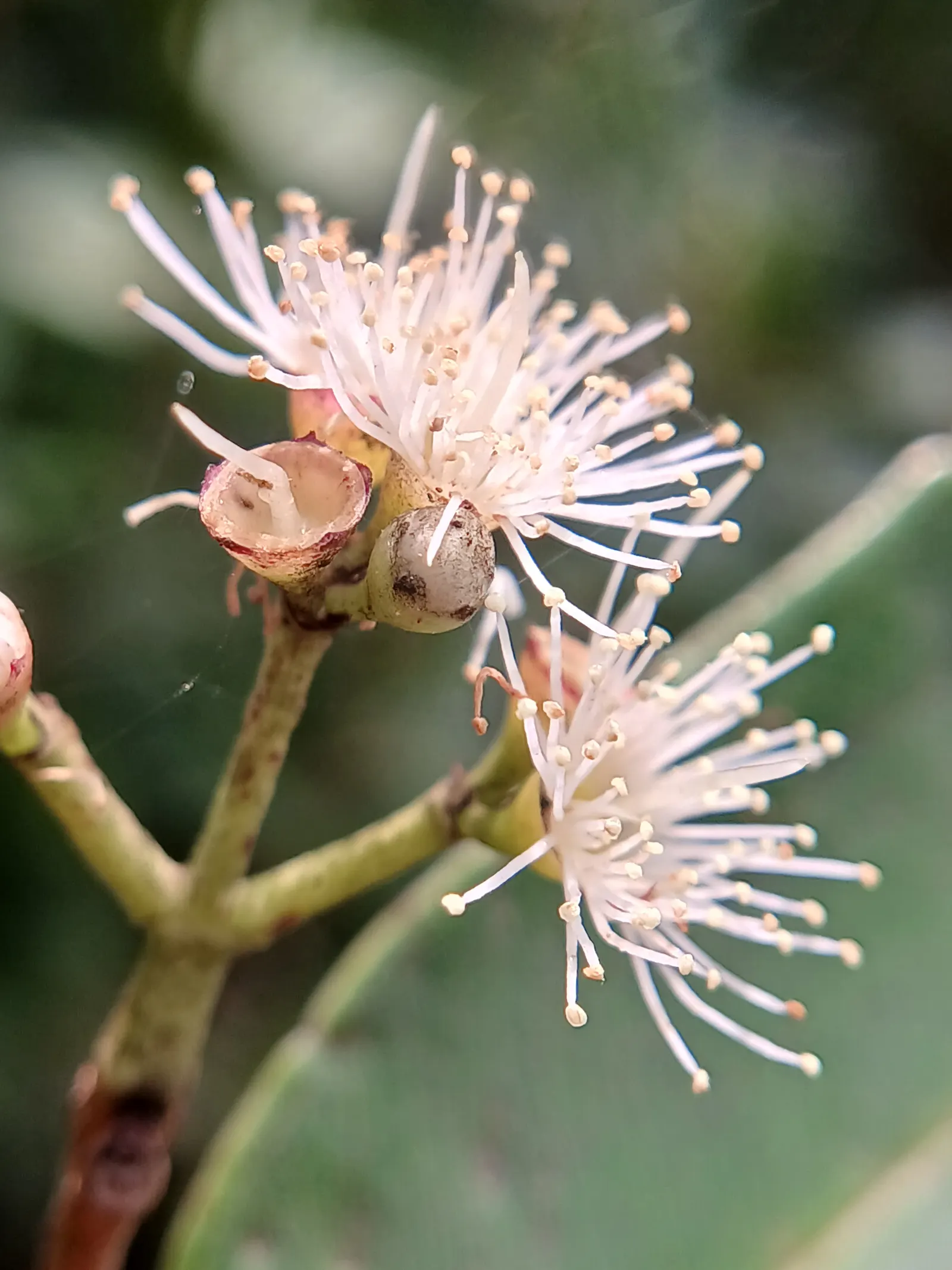 Rose Apple (Syzygium Jambos) — lending the tree its common name.<br><br>Following the floral display