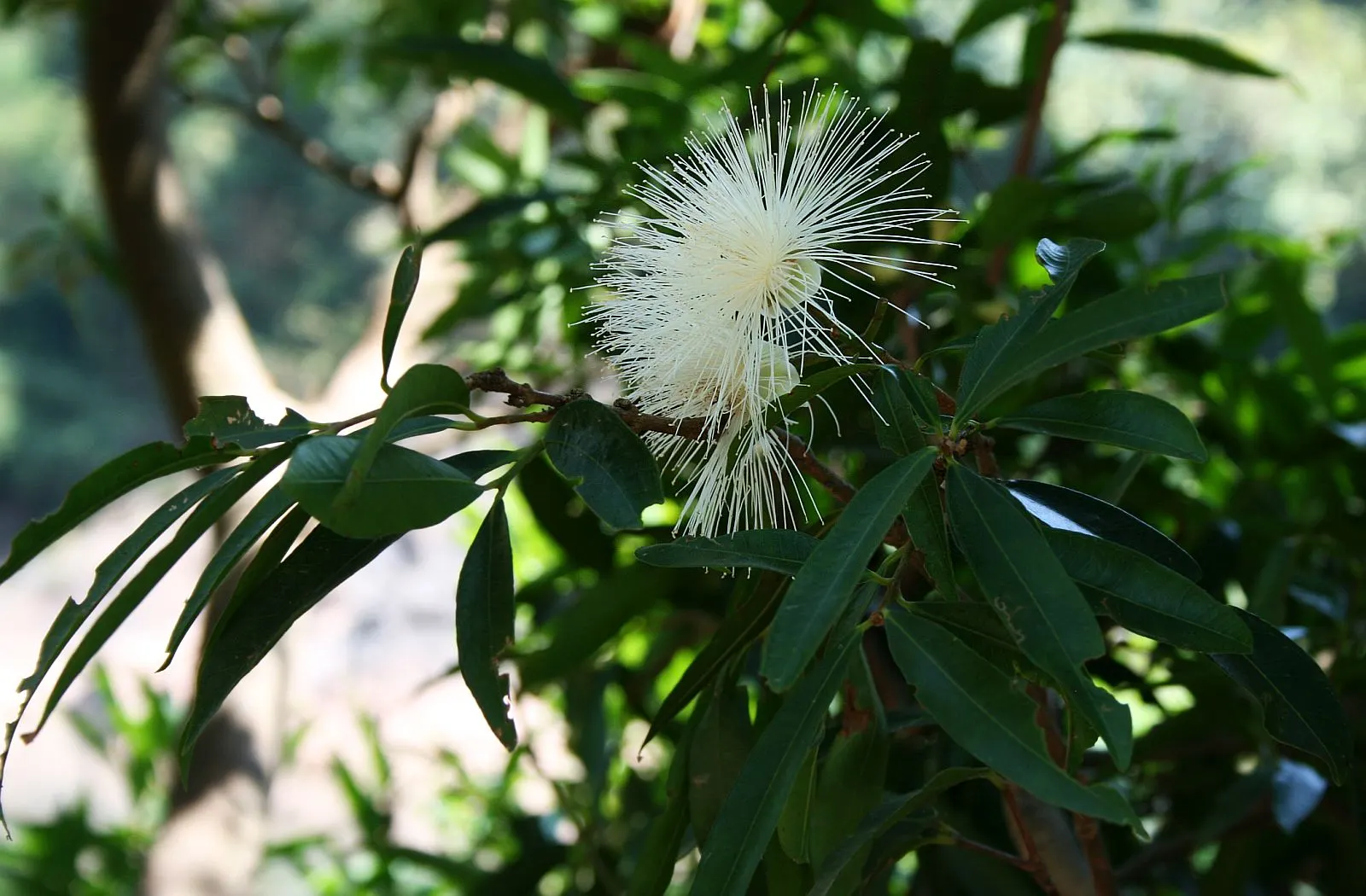 Rose Apple (Syzygium Jambos) — but it is adaptable to a range of soil conditions; its dense foliage provides shade while pink to white blossoms, image 133