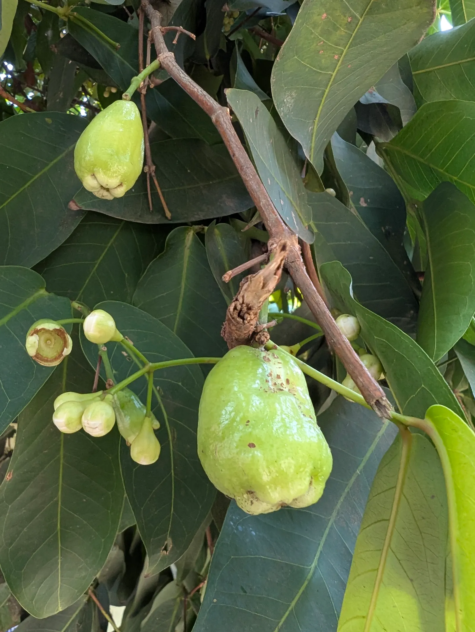 Rose Apple (Syzygium Jambos) — Its dense foliage provides shade while pink to white blossoms attract pollinators; can comfortably fit into a, image 144