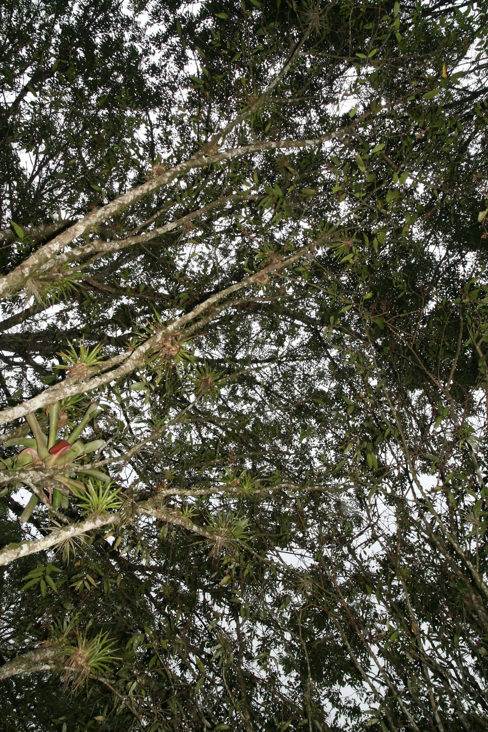 Rose Apple (Syzygium Jambos) — heady fragrance is reminiscent of roses