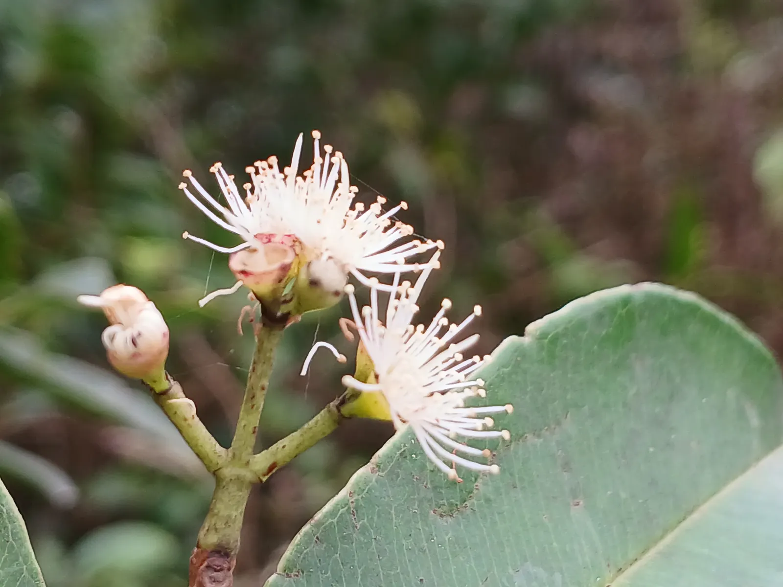Rose Apple (Syzygium Jambos) — white flowers in the garden; this evergreen species provides dense, image 82