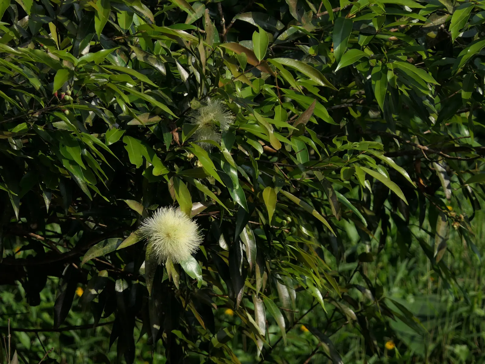 Rose Apple (Syzygium Jambos) — it boasts a symmetrical canopy and typically reaches a height of 25 to 35 feet