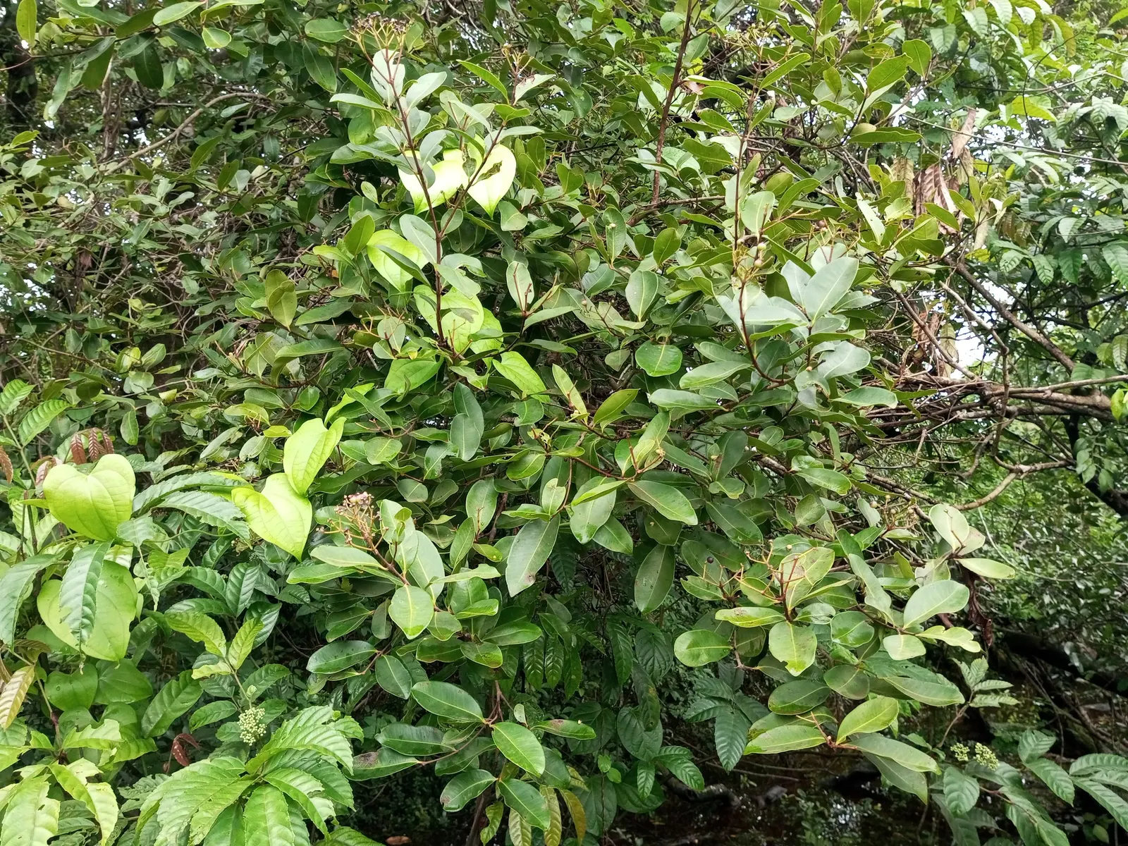 Rose Apple (Syzygium Jambos) — but it is adaptable to a range of soil conditions; its dense foliage provides shade while pink to white blossoms, image 105