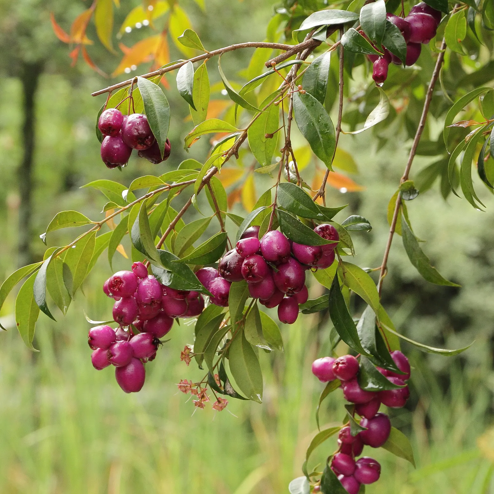 Rose Apple (Syzygium Jambos) — The yellowish-green fruit; its dense foliage provides shade while pink to white blossoms attract pollinators, image 117