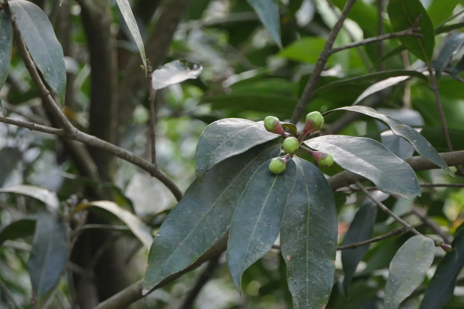 Rose Apple (Syzygium Jambos) — it boasts a symmetrical canopy and typically reaches a height of 25 to 35 feet; this evergreen species provides dense, image 122